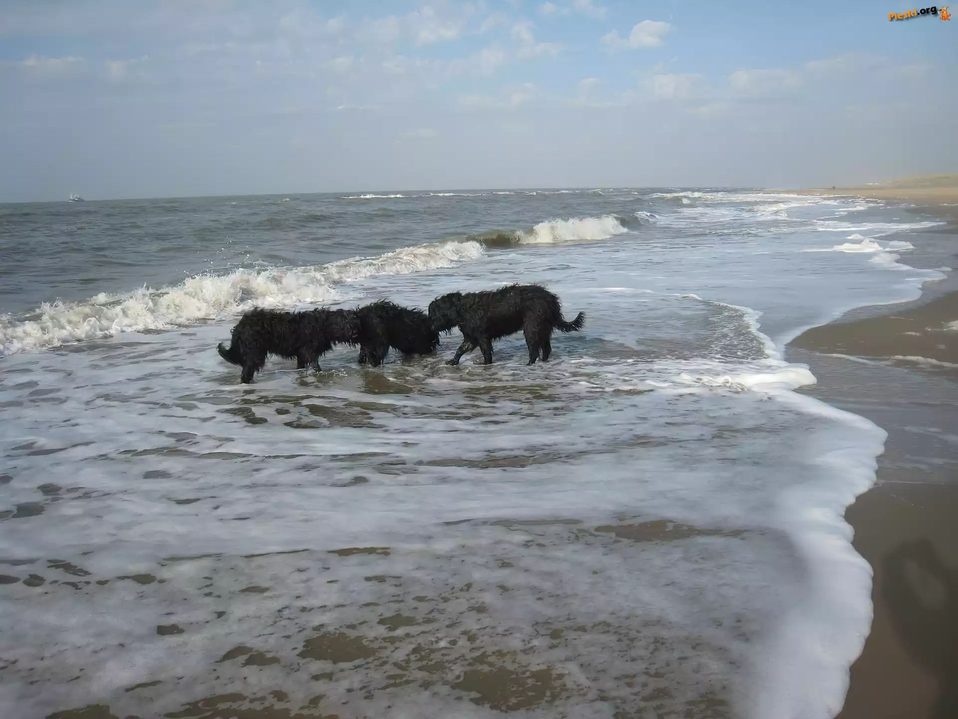 fale, Owczarki francuskie Briard, Trzy, czarne
