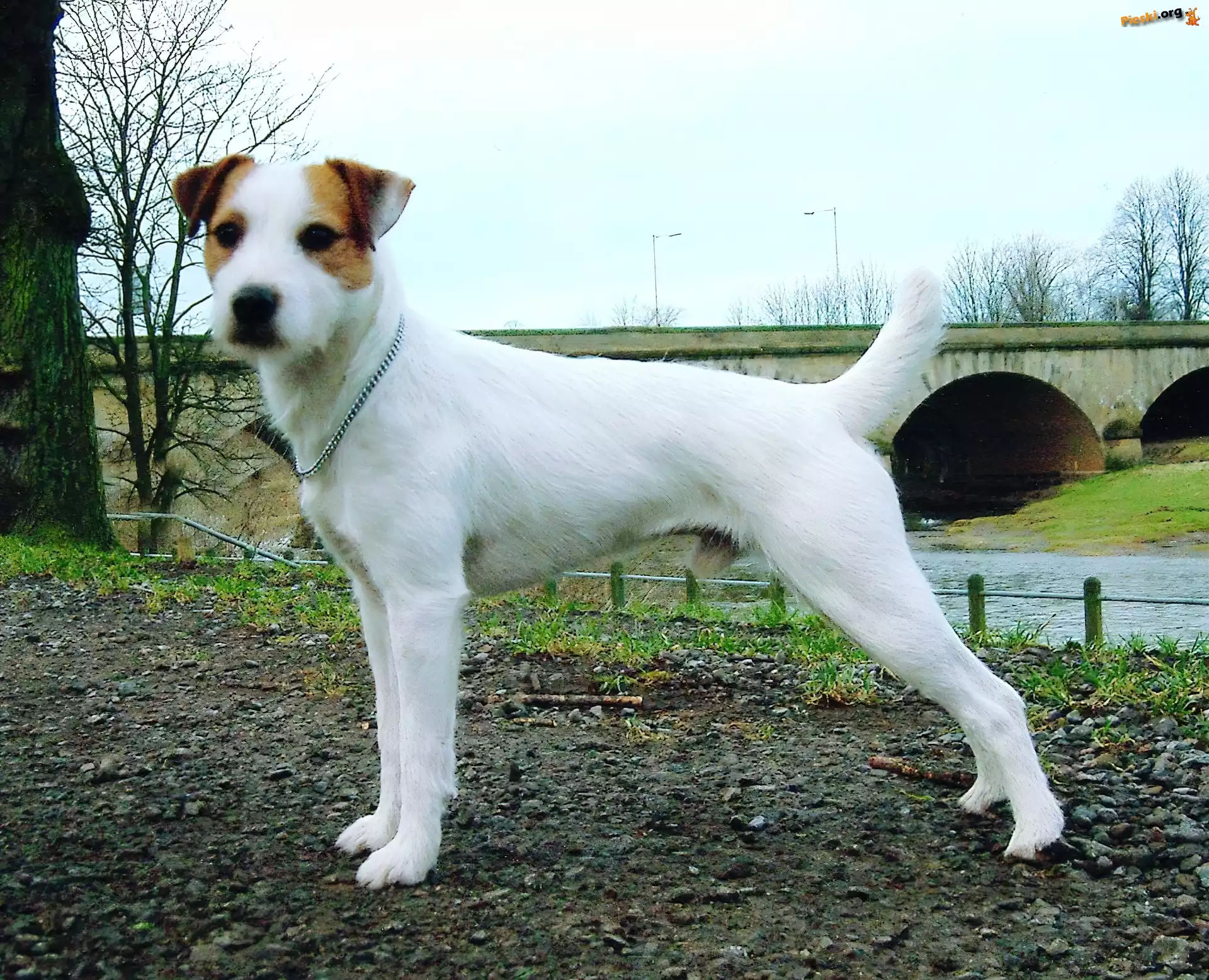 Parson Russell Terrier, most