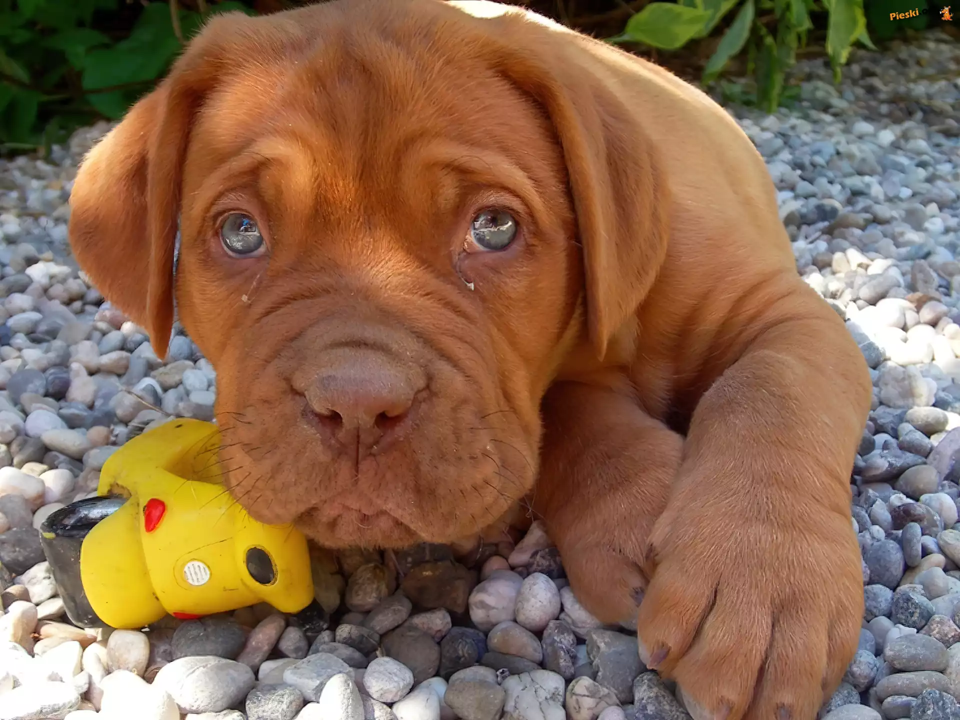 Dog de Bordeaux, Kamienie, Pies, Zabawka