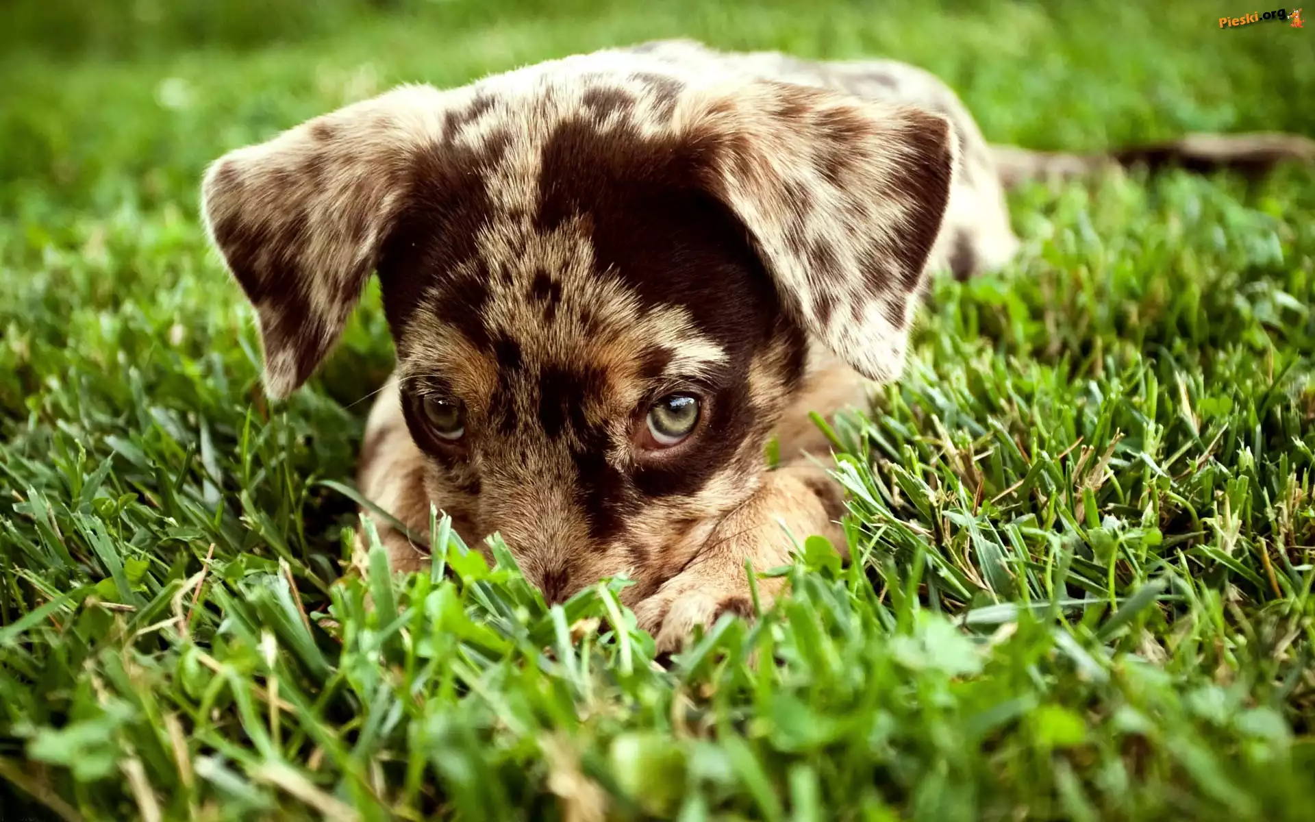 Owczarek australijski, Australian shepherd