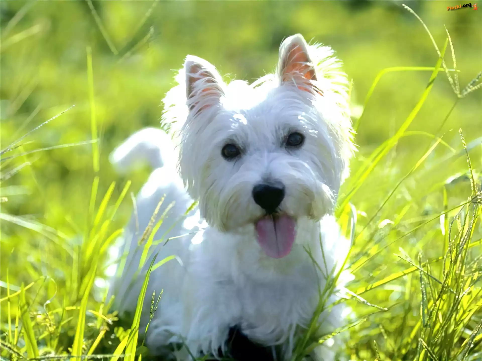 soczysta, słodki, West Highland White Terrier, trawa