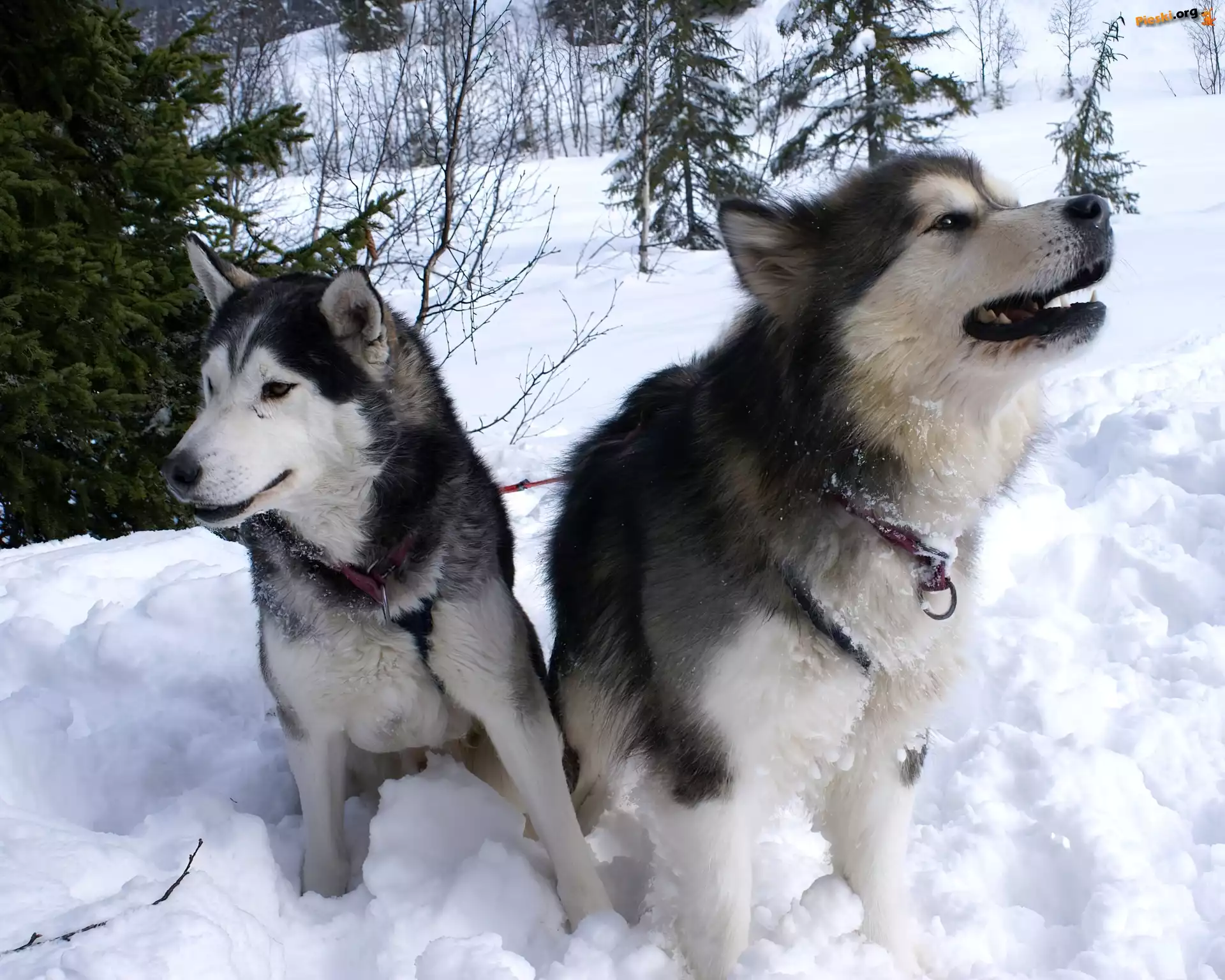 zima, choinki, Siberian Husky