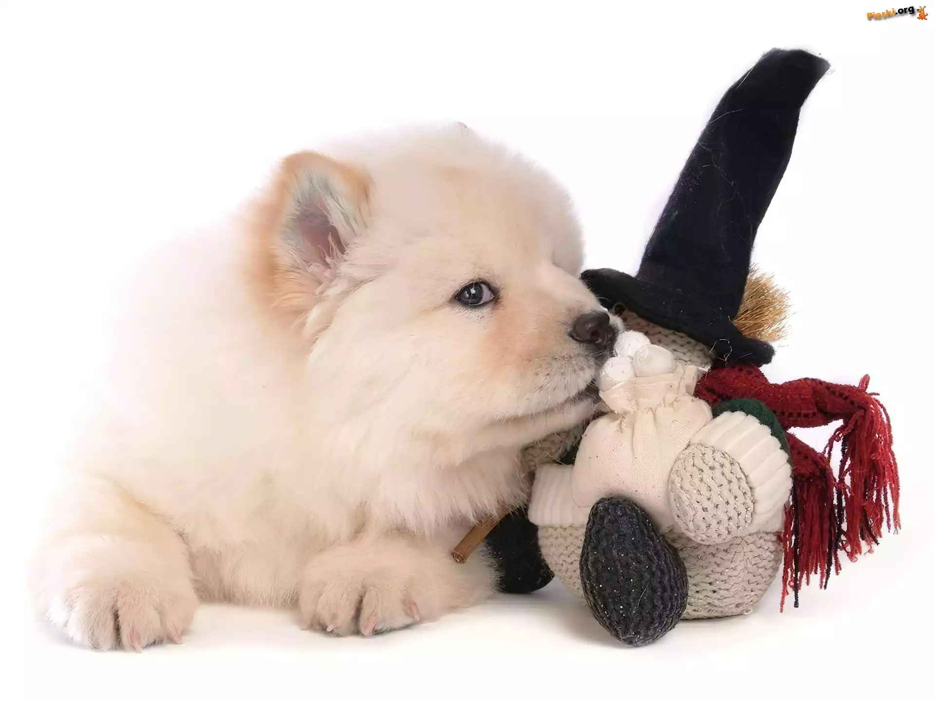 Chow chow, Przytulanka, Piesek