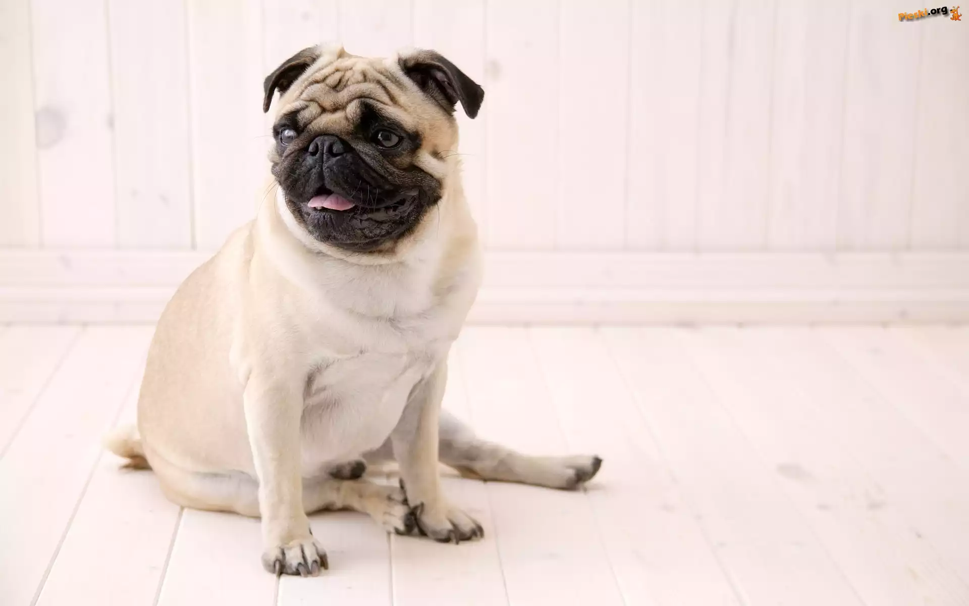 Mops, piaskowe, umaszczenie