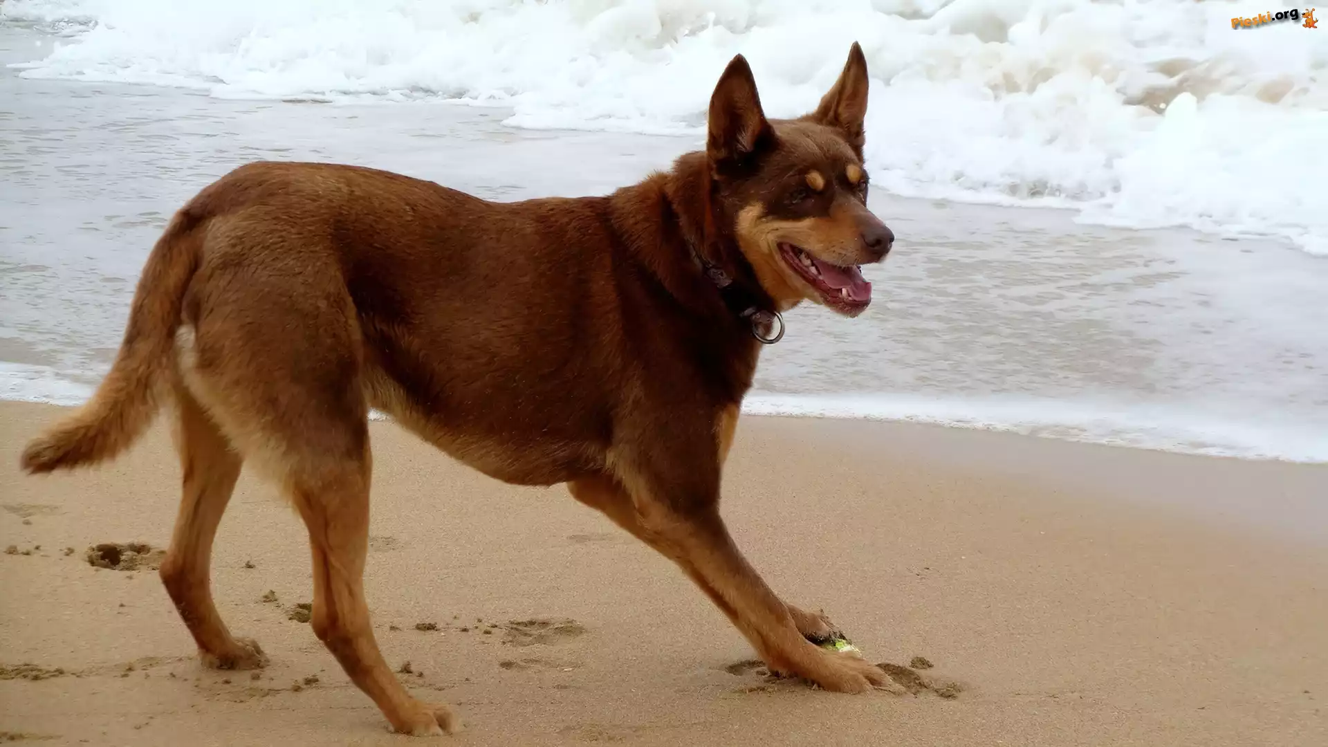 fale, piasek, Owczarek australijski - Kelpie