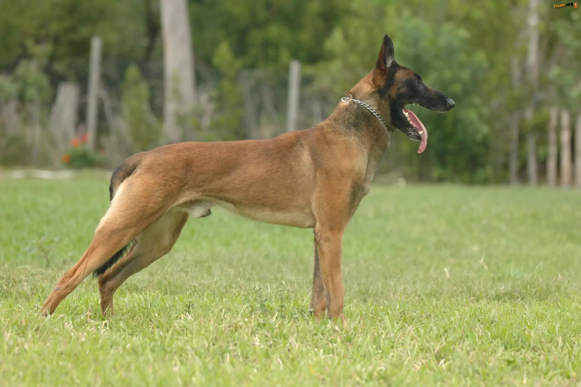 Owczarek belgijski Malinois, język