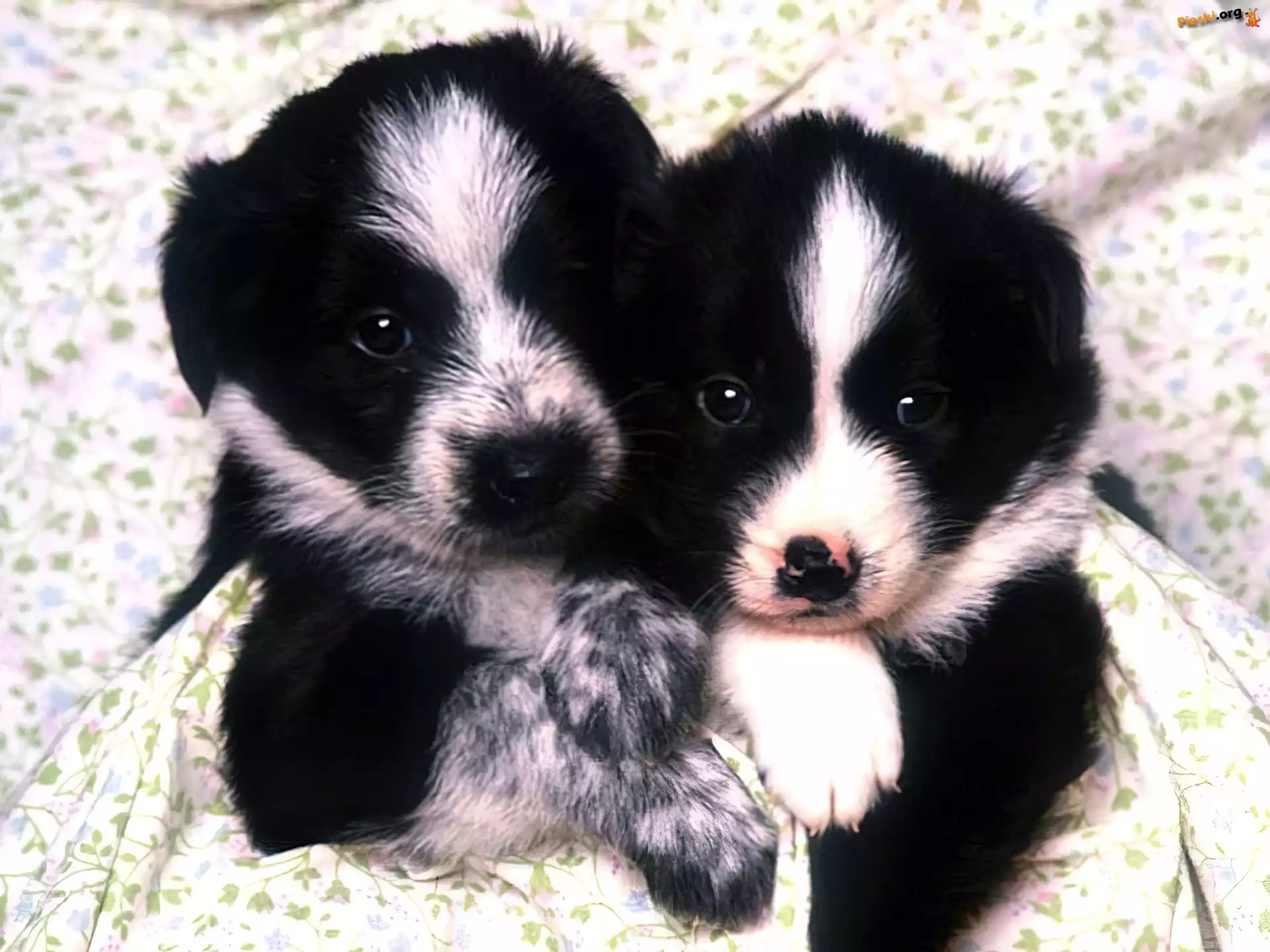 Pieski, Czarne, Biało, Małe, Border Collie