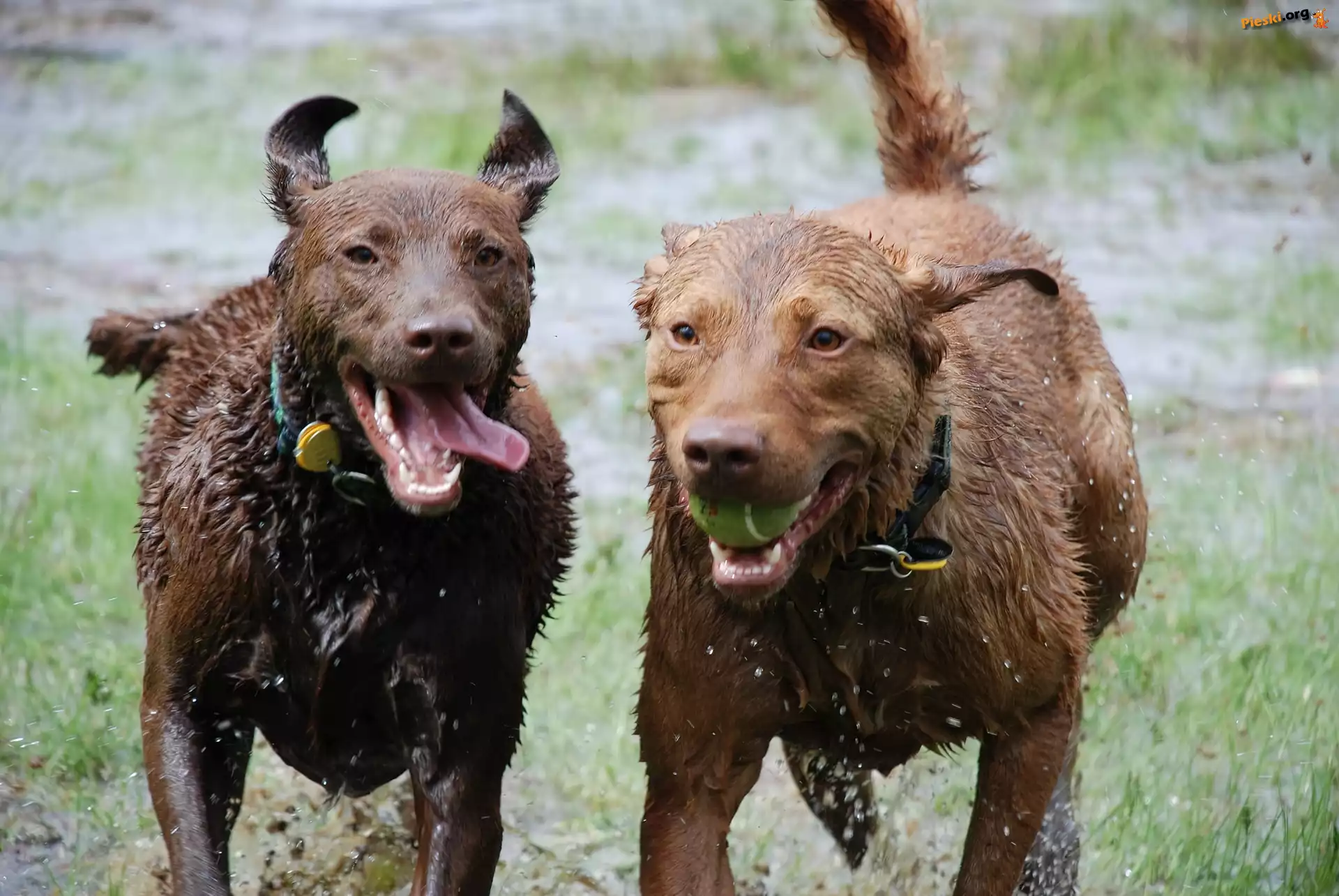 Chesapeake Bay retrievery, mokre, Dwa