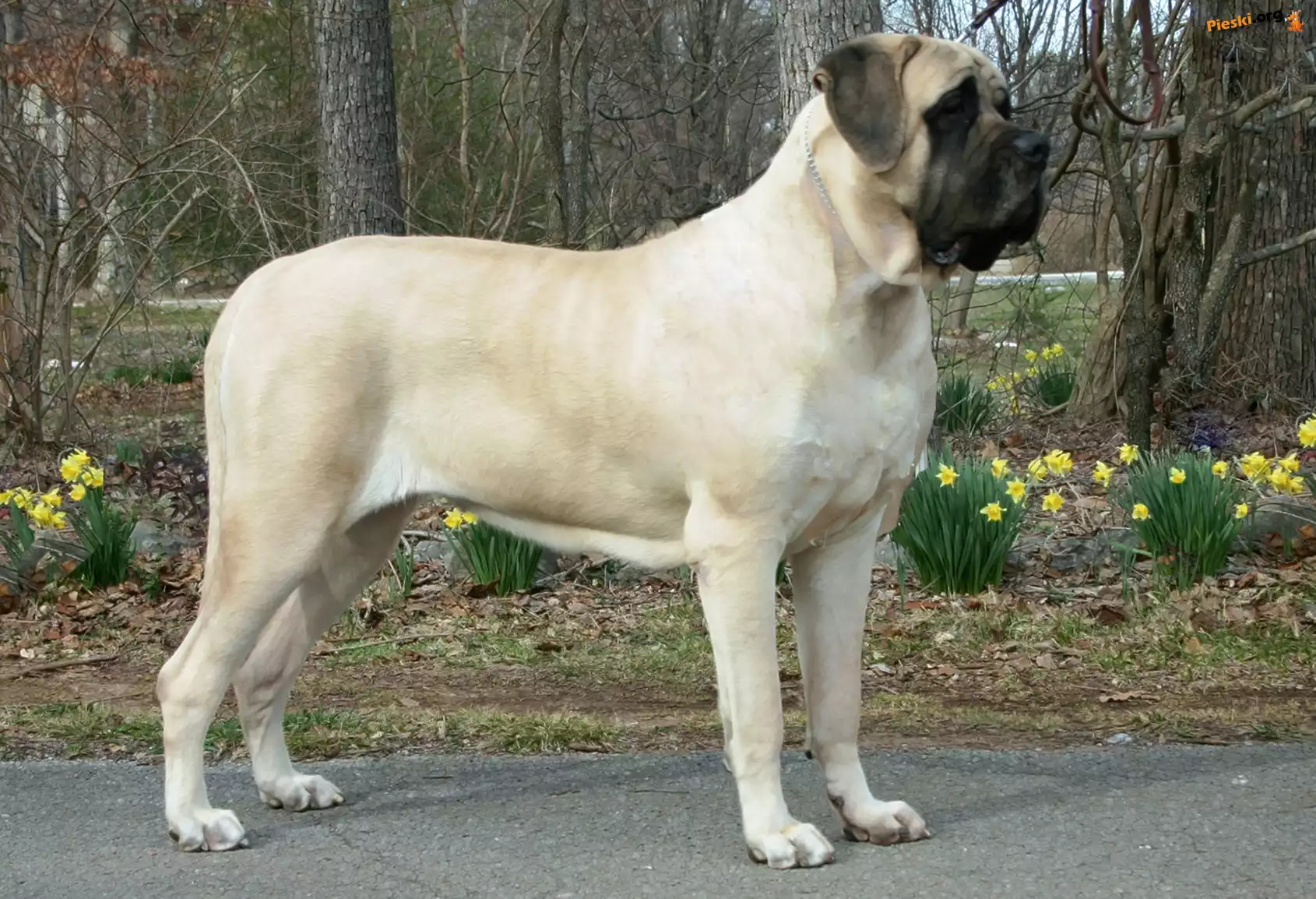 żółte, Mastif angielski, Mastiff, kwiatki