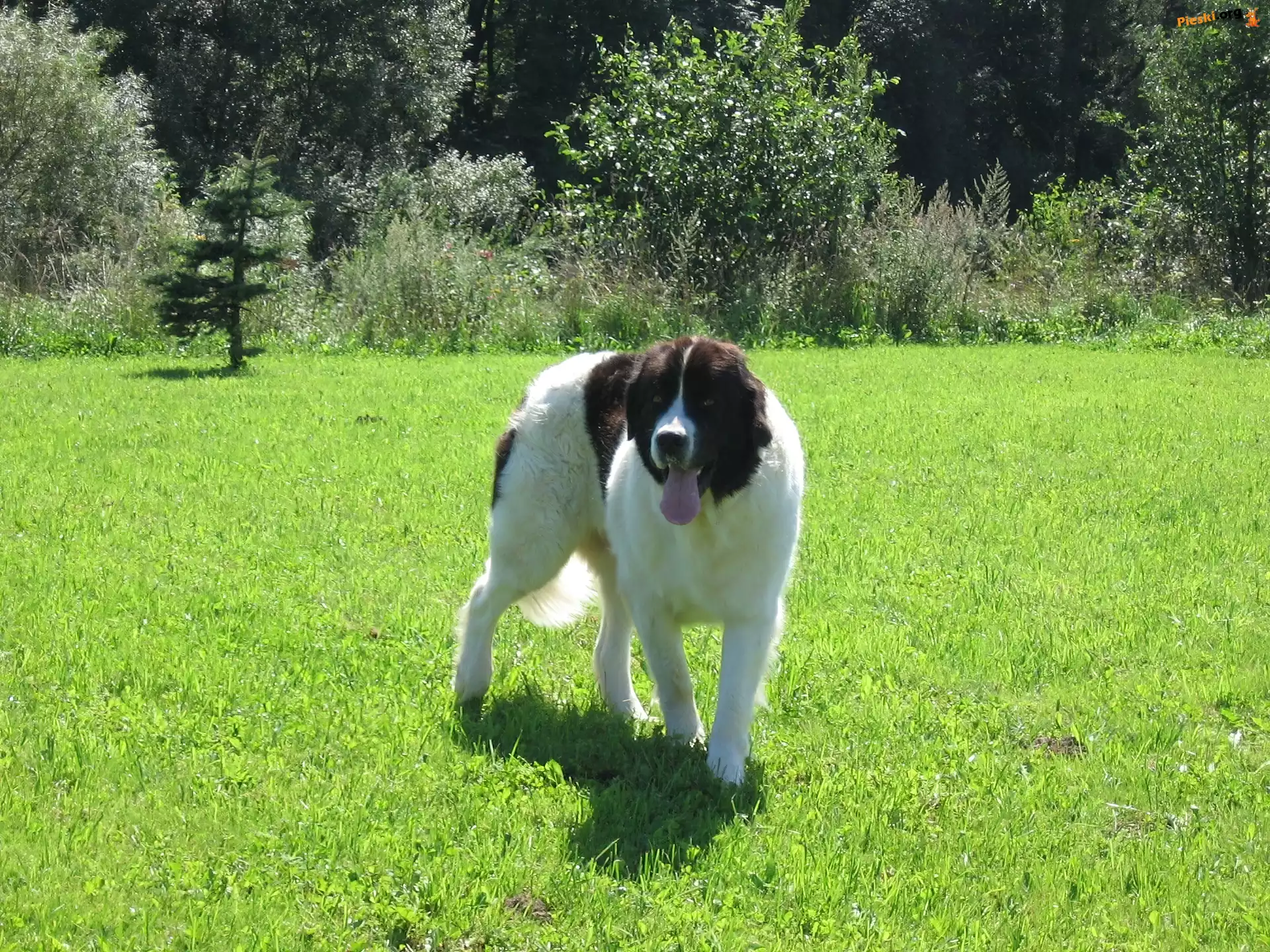 trawa, zielona, Landseer