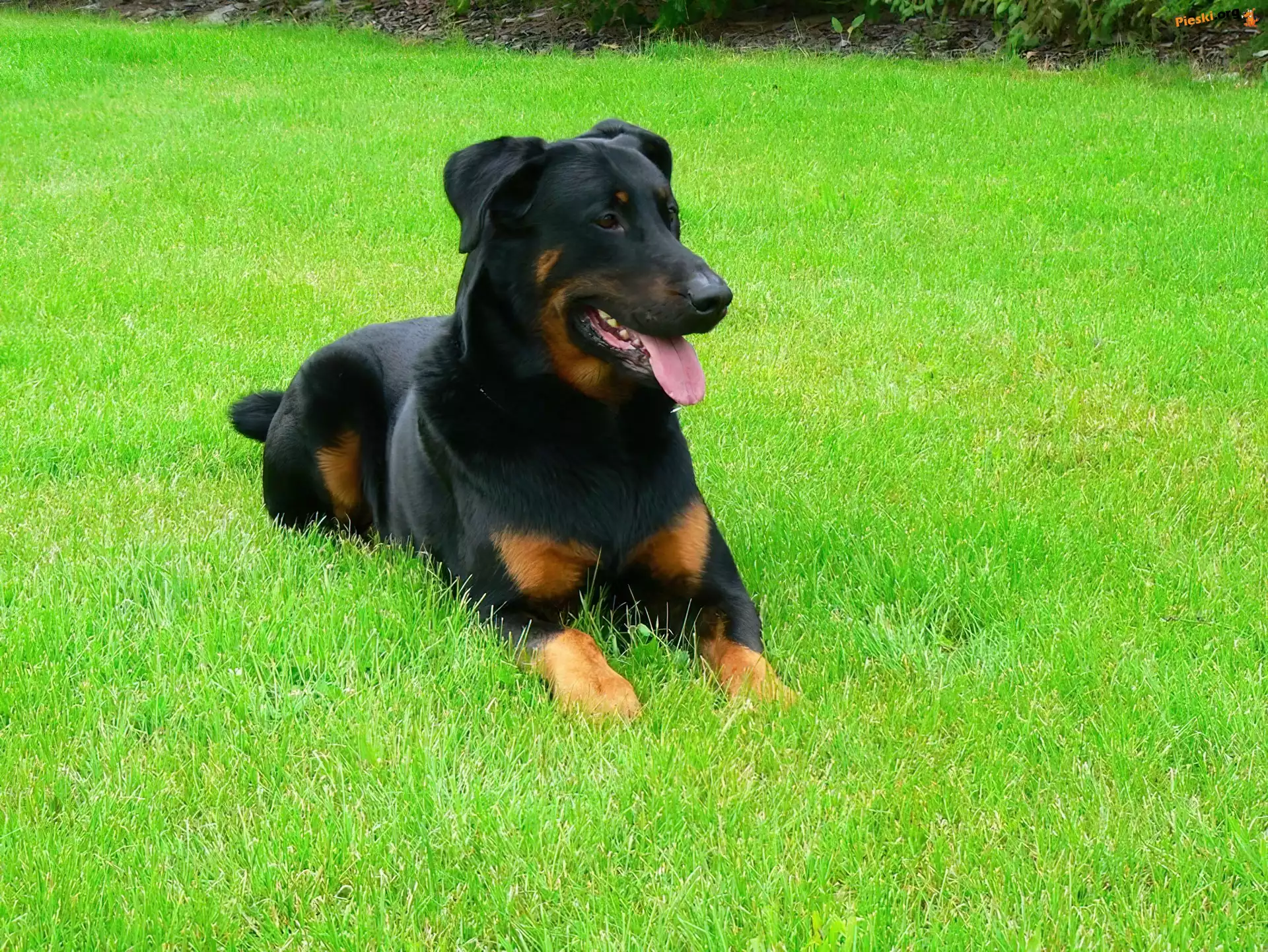 trawa, soczysta, Beauceron