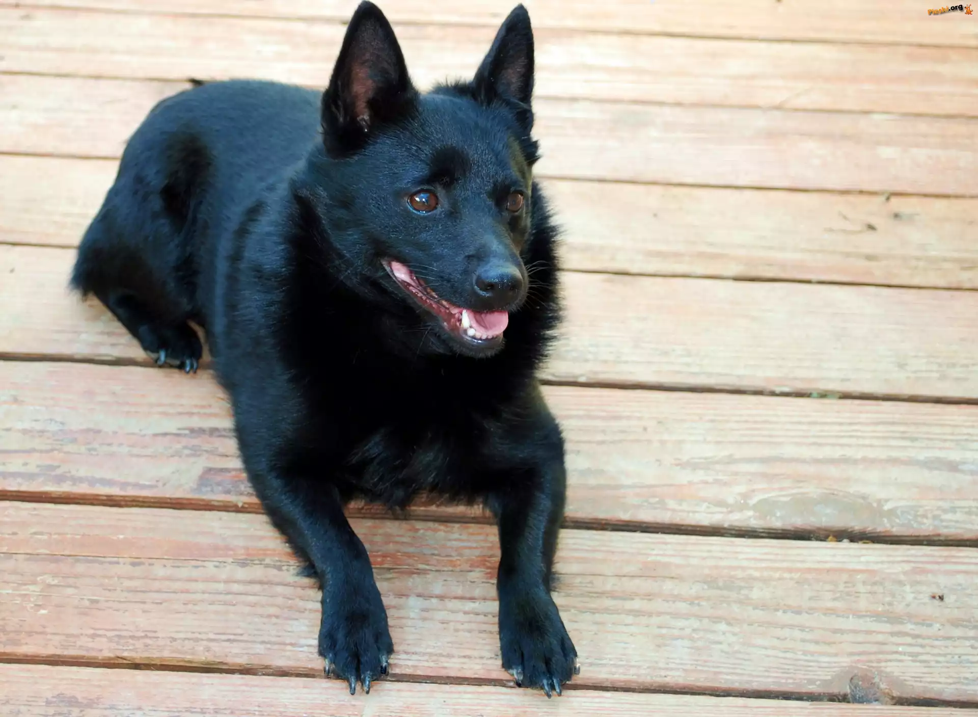 Schipperke, deski