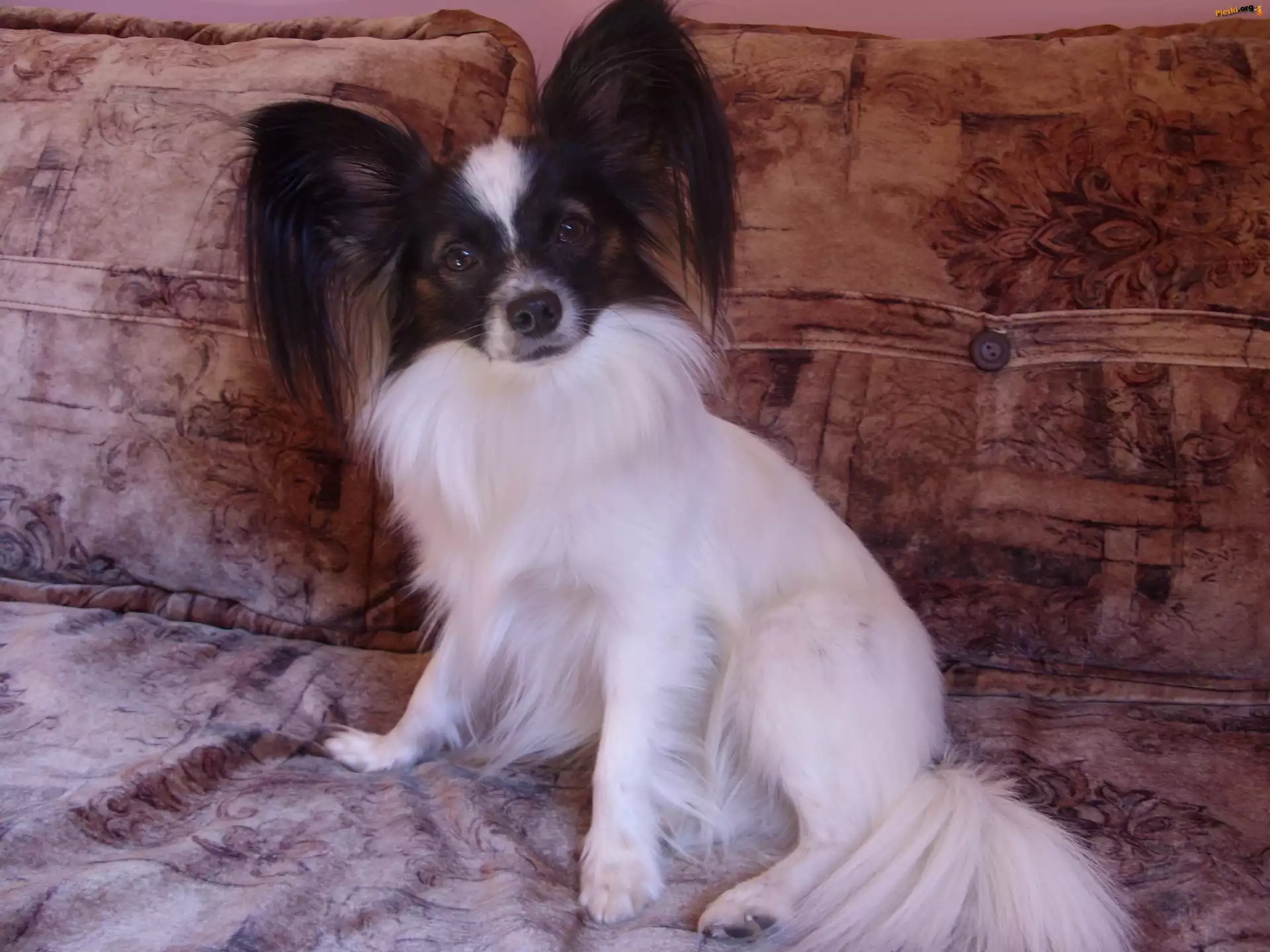 Spaniel kontynentalny miniaturowy Papillon, stojące, uszy, łóżko