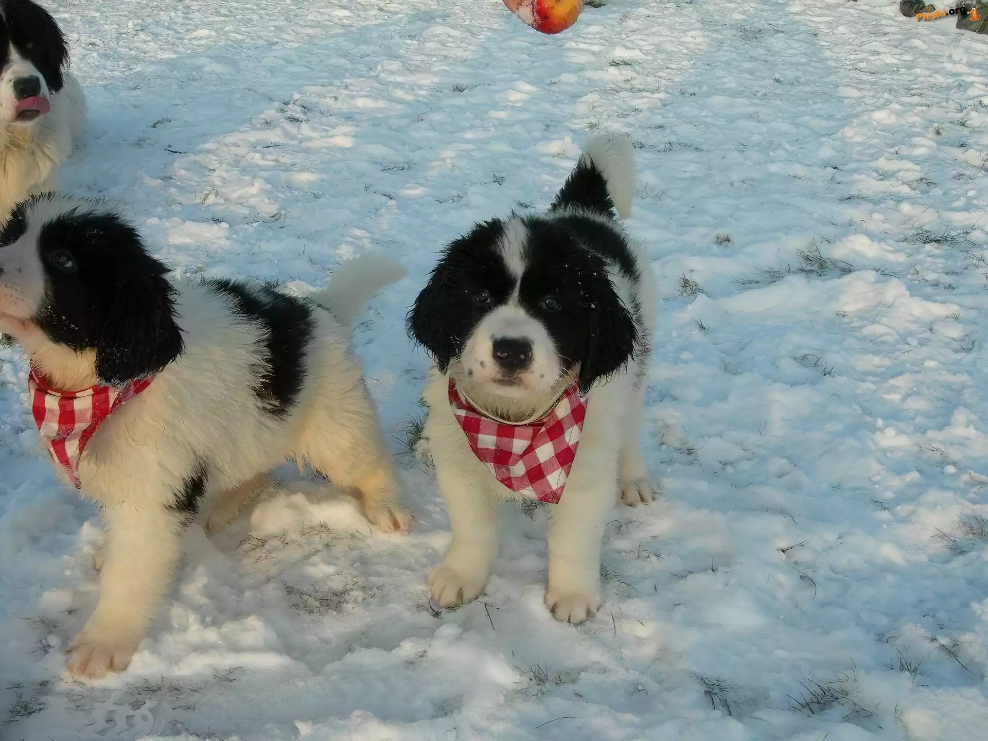 kratka, chustki, Landseer