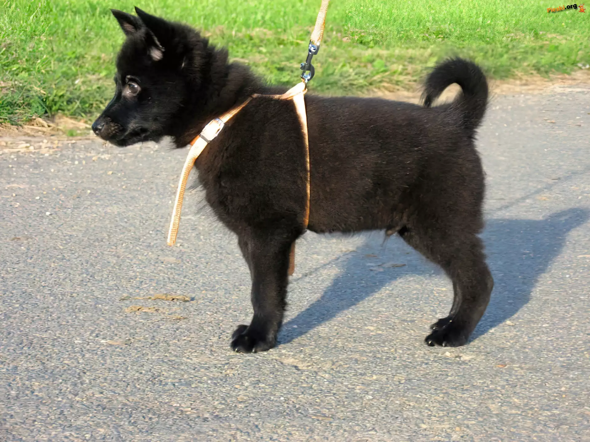 szelki, Szczeniak, Schipperke