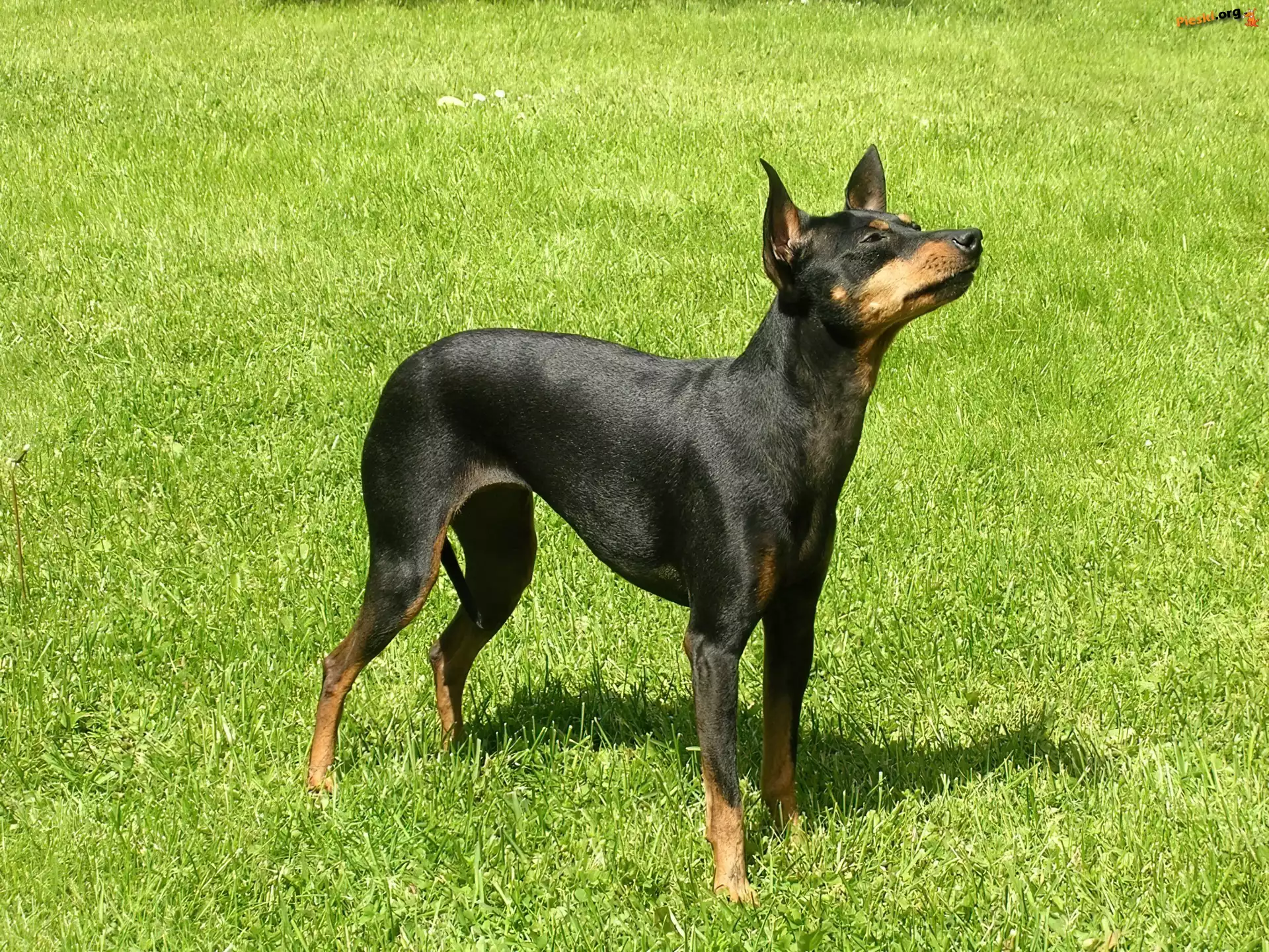 trawa, zielona, Angielski Toy Terrier