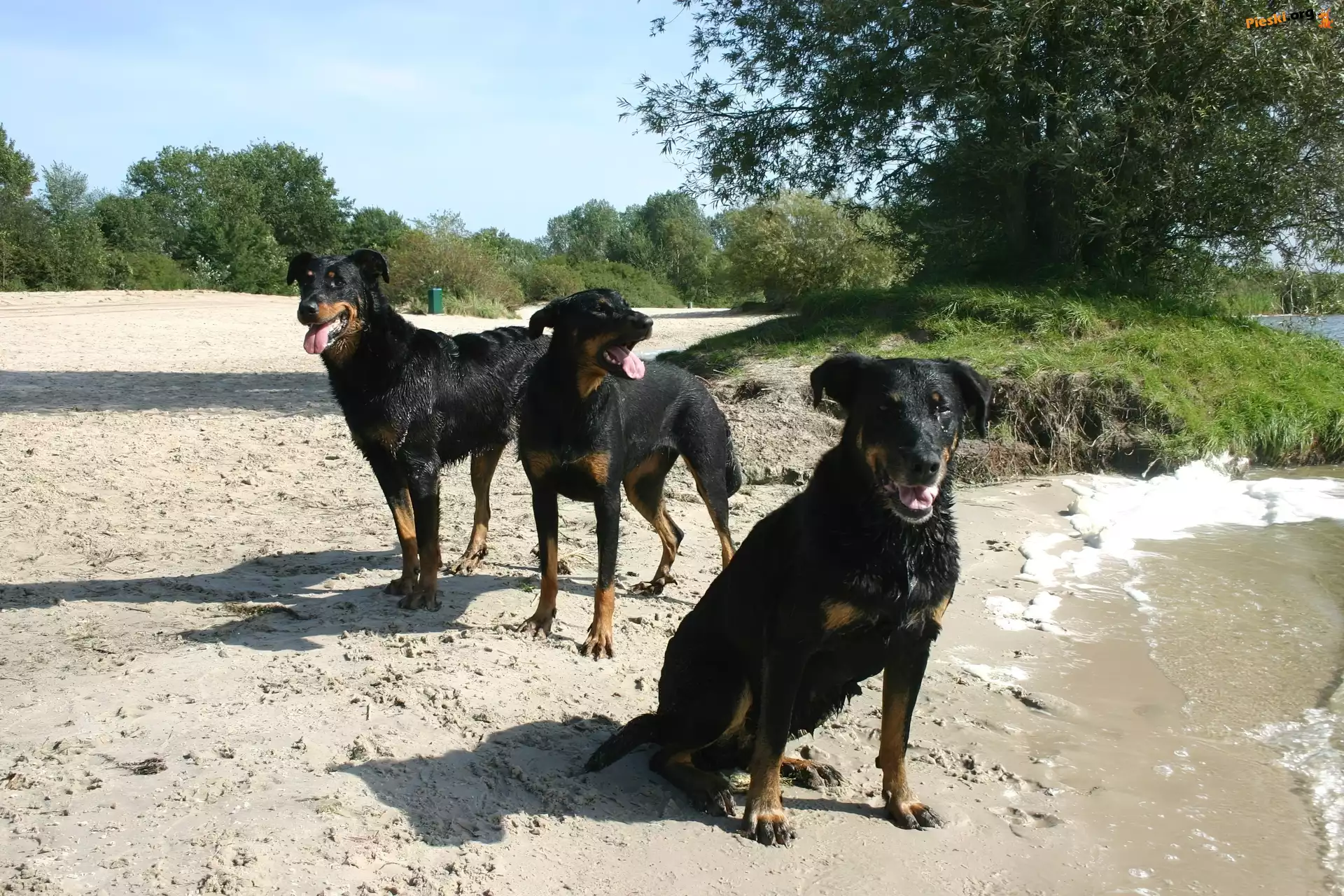 Owczarki francuskie Beaucerony, czarne, Trzy