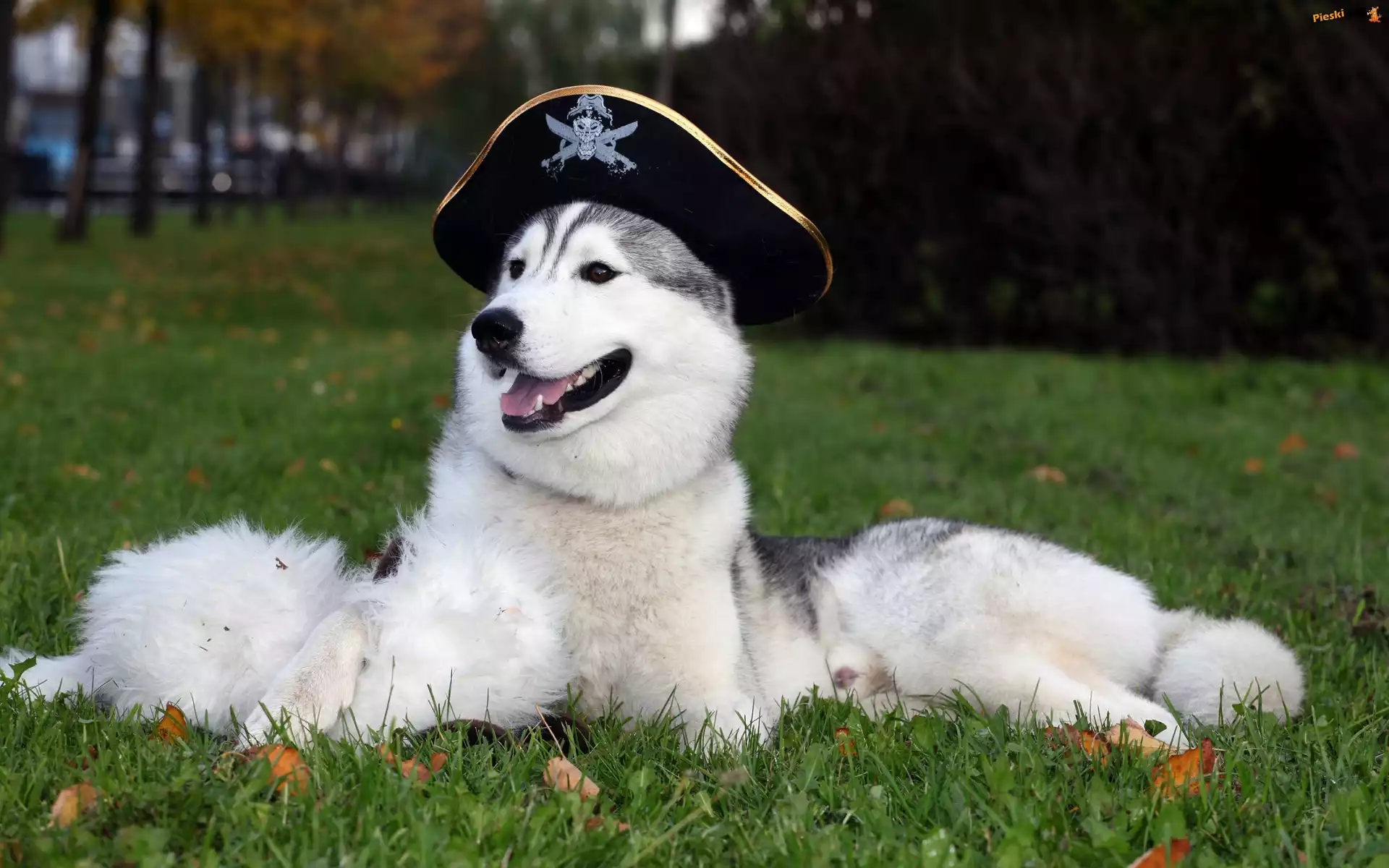 Czapka, Siberian, Husky, Kapitańska