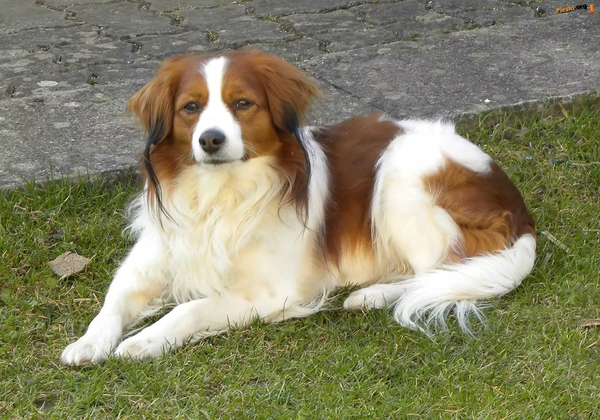 Płochacz holenderski, piękny, leżący, Kooikerhondje