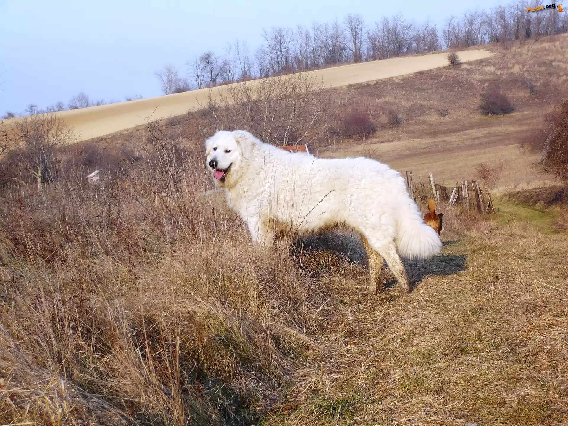 Owczarek węgierski Kuvasz