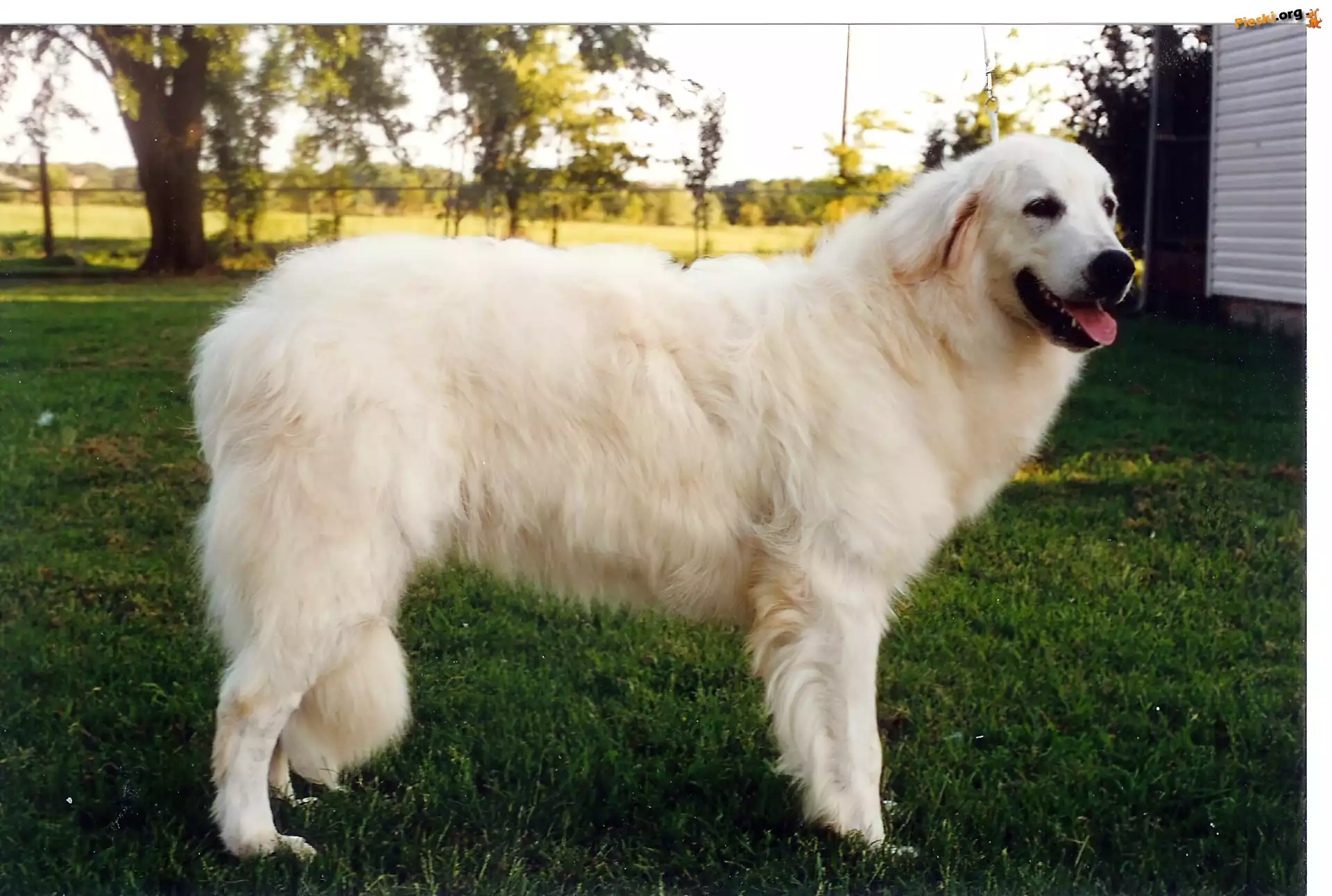 Owczarek węgierski Kuvasz, zielona, trawa