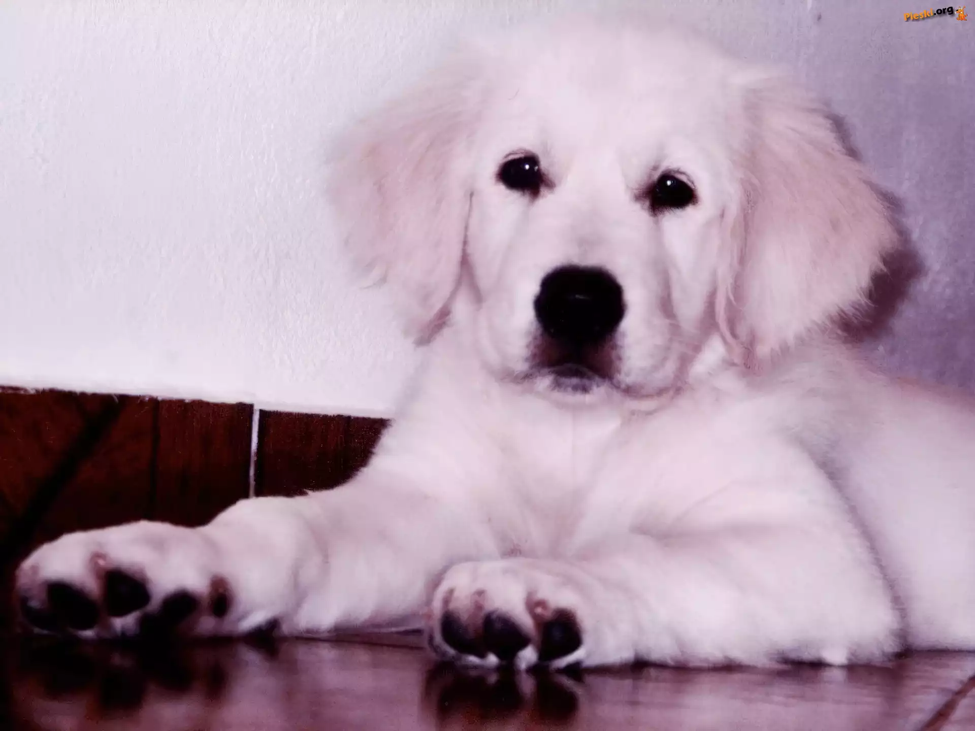 retriever, golden, Pies, szczeniak