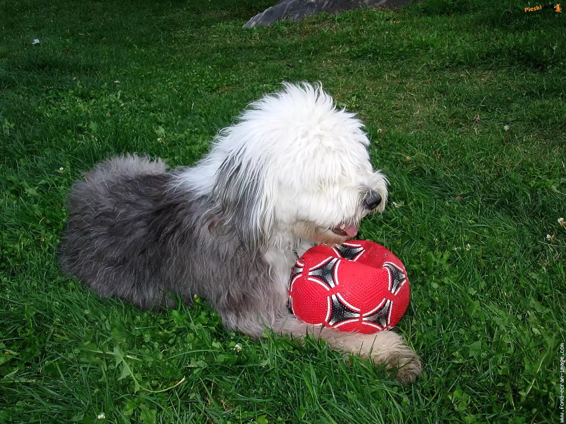 Owczarek staroangielski Bobtail, czerwona, piłka