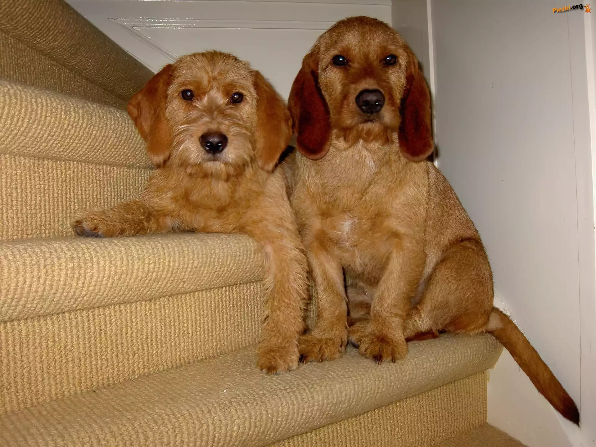 Basset Fauve de Bretagne, dwa, słodkie, schody