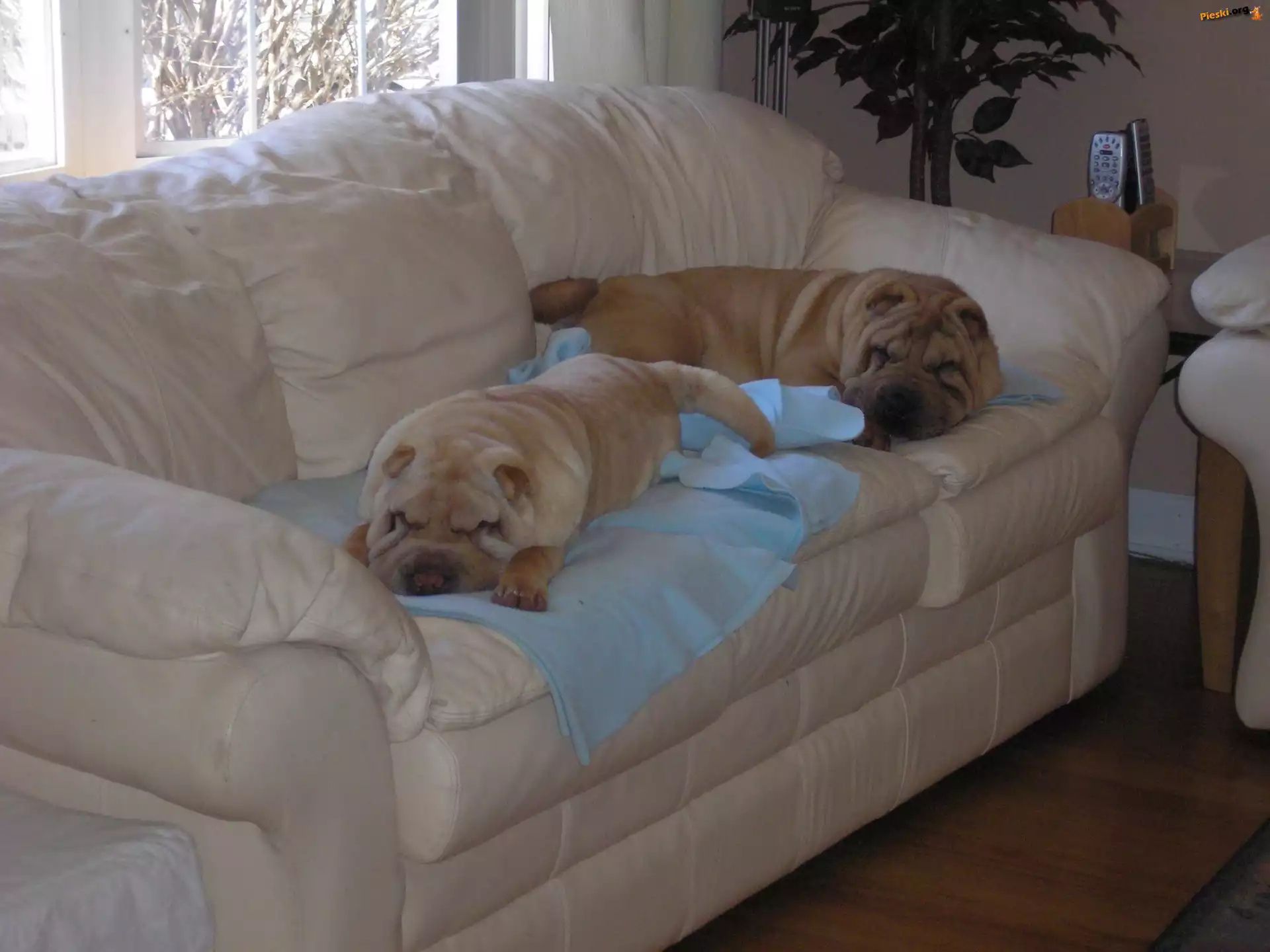 skórzana, Shar Pei, dwa, jasna, sofa