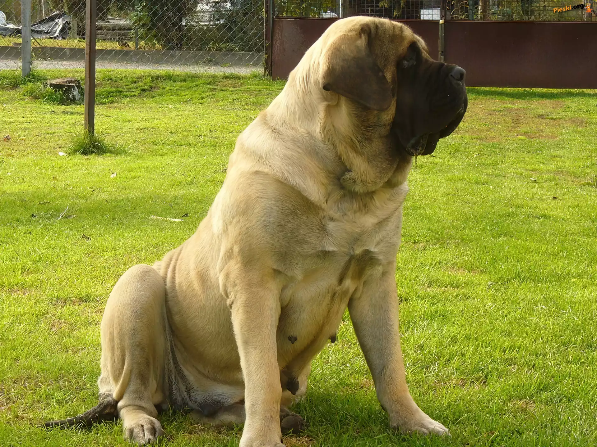 Mastiff, Mastif angielski, suka