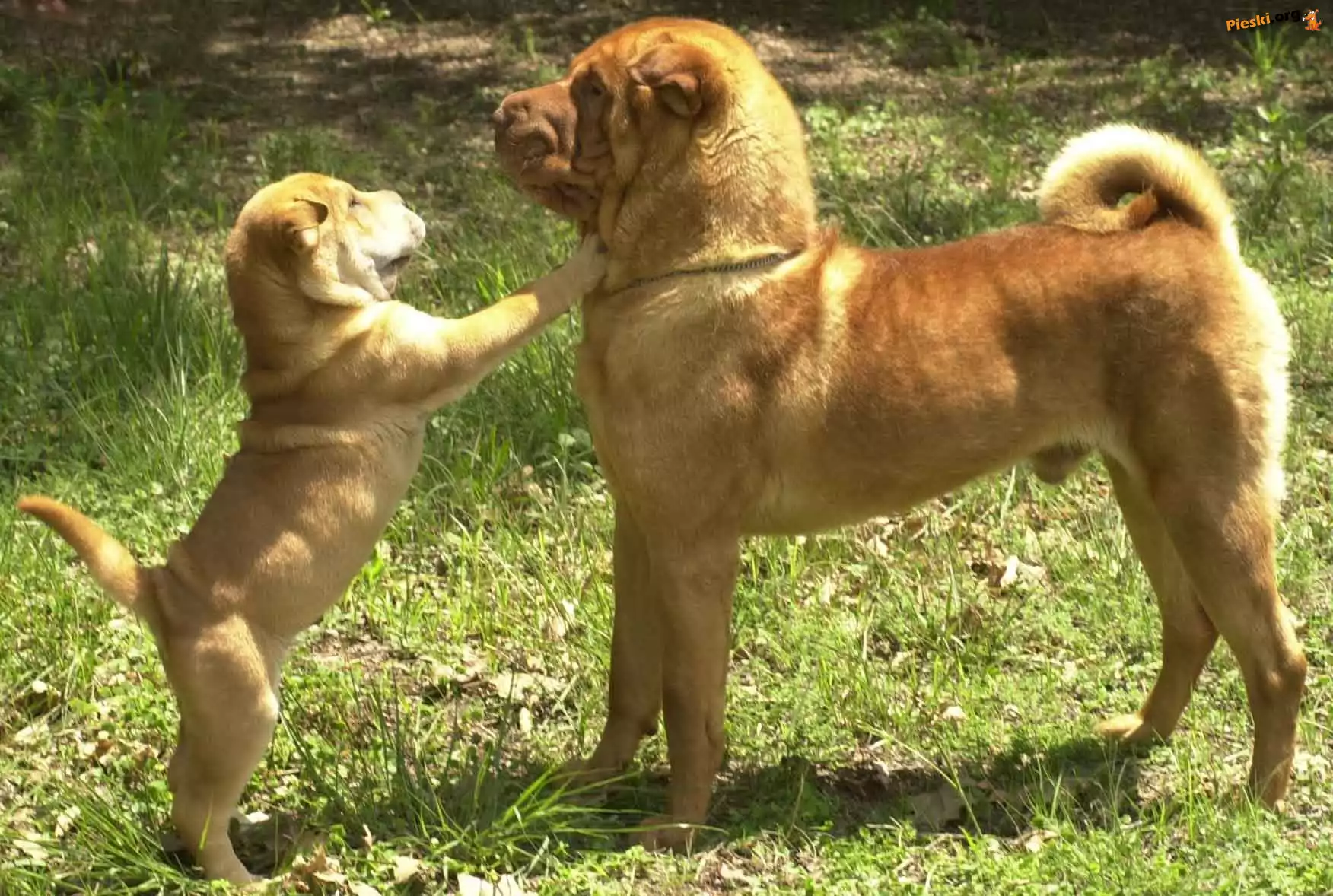 Shar Pei, dorosły, szczeniak, trawa