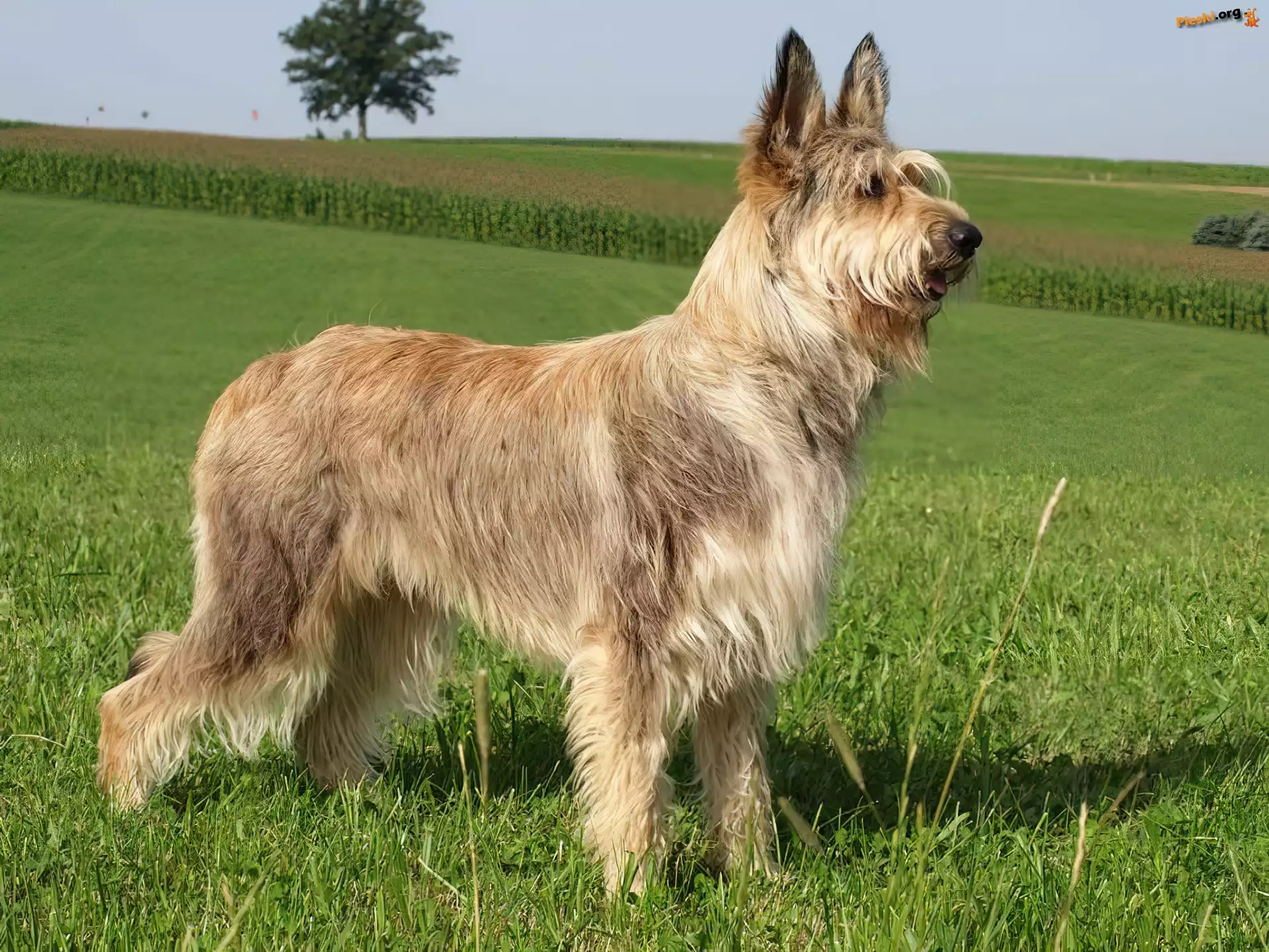 Berger Picard, Berger de Picardie, Owczarek pikardyjski