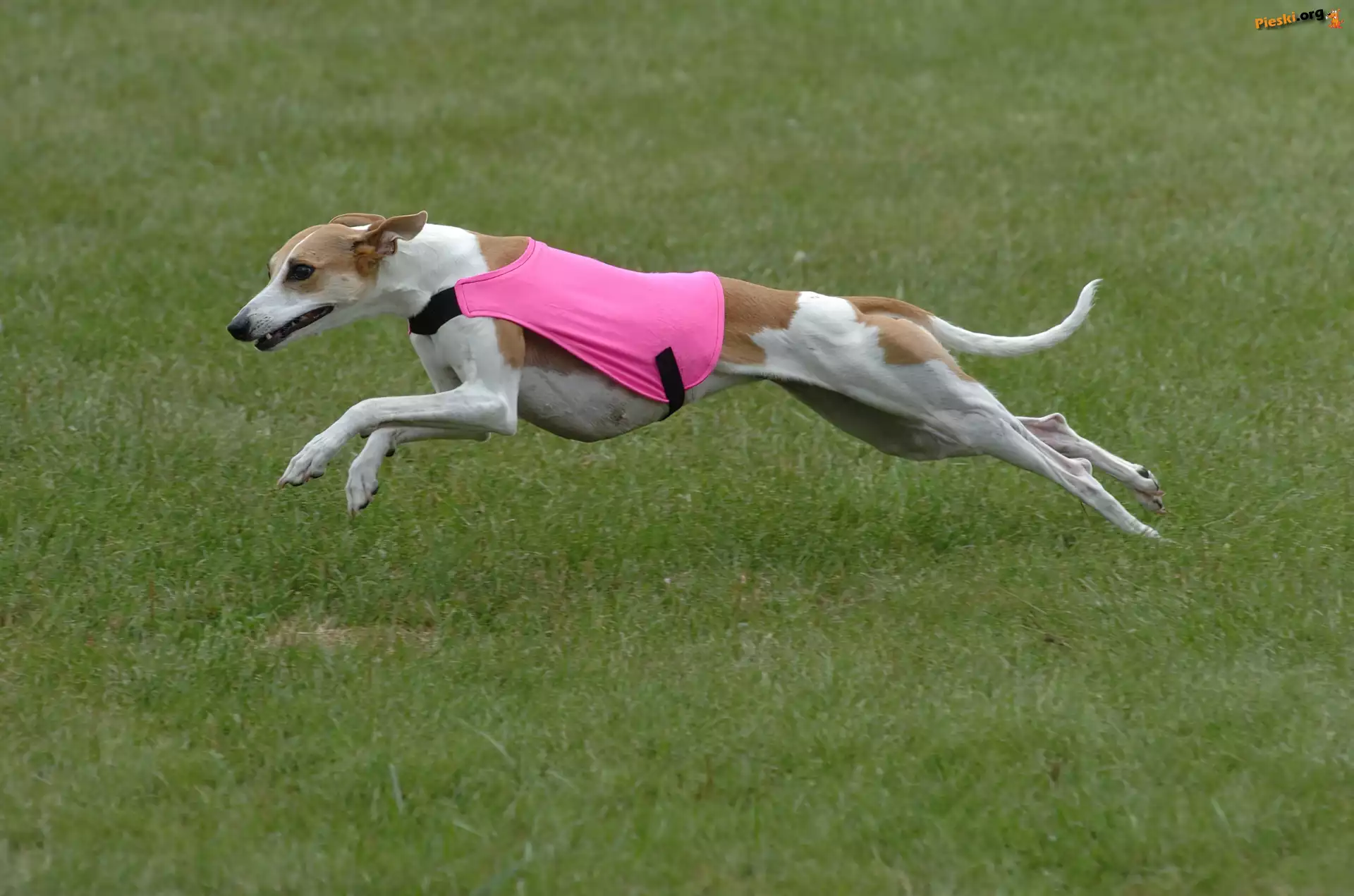 Whippet, różowe, ubranko