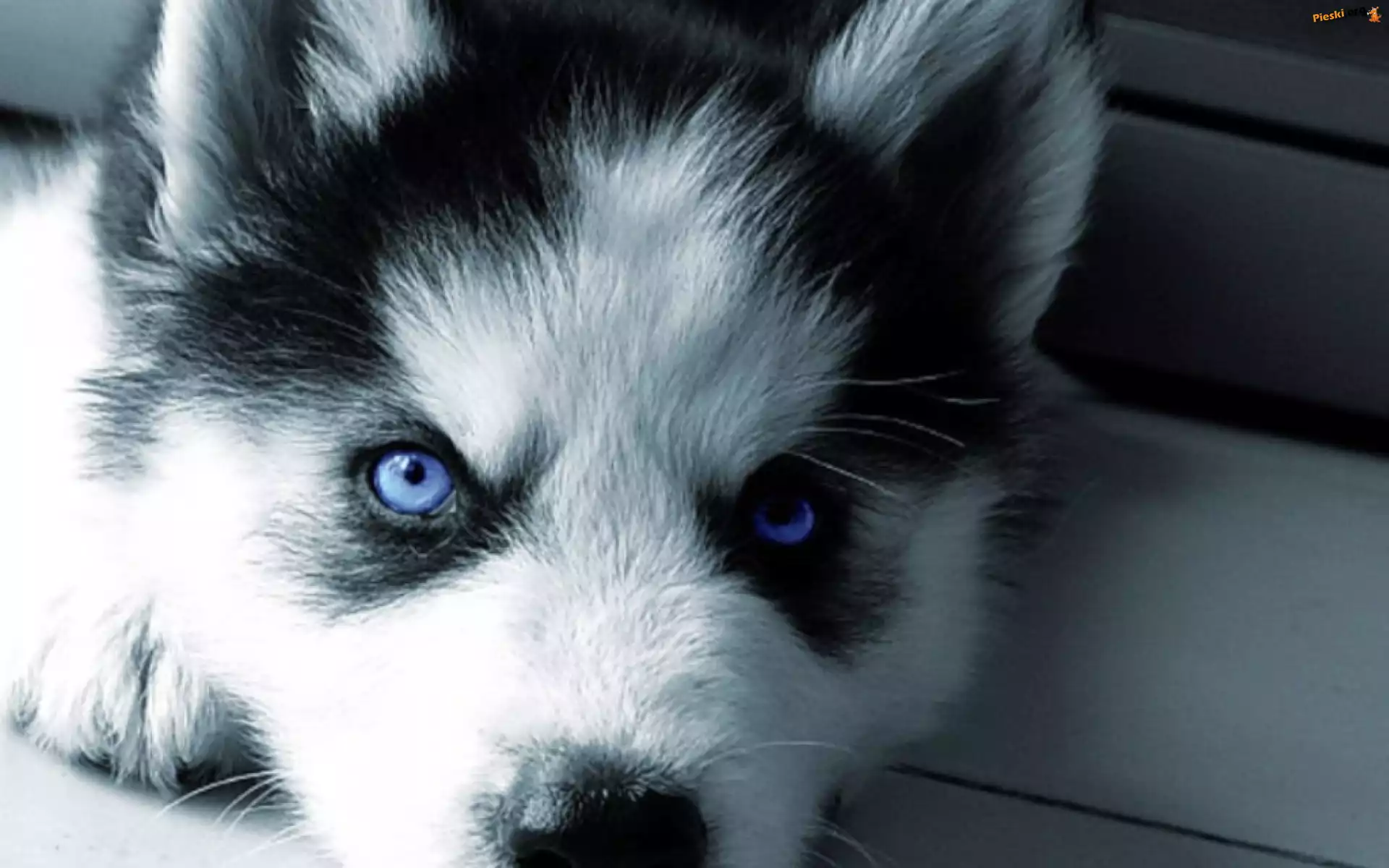 Szczeniak, Siberian Husky