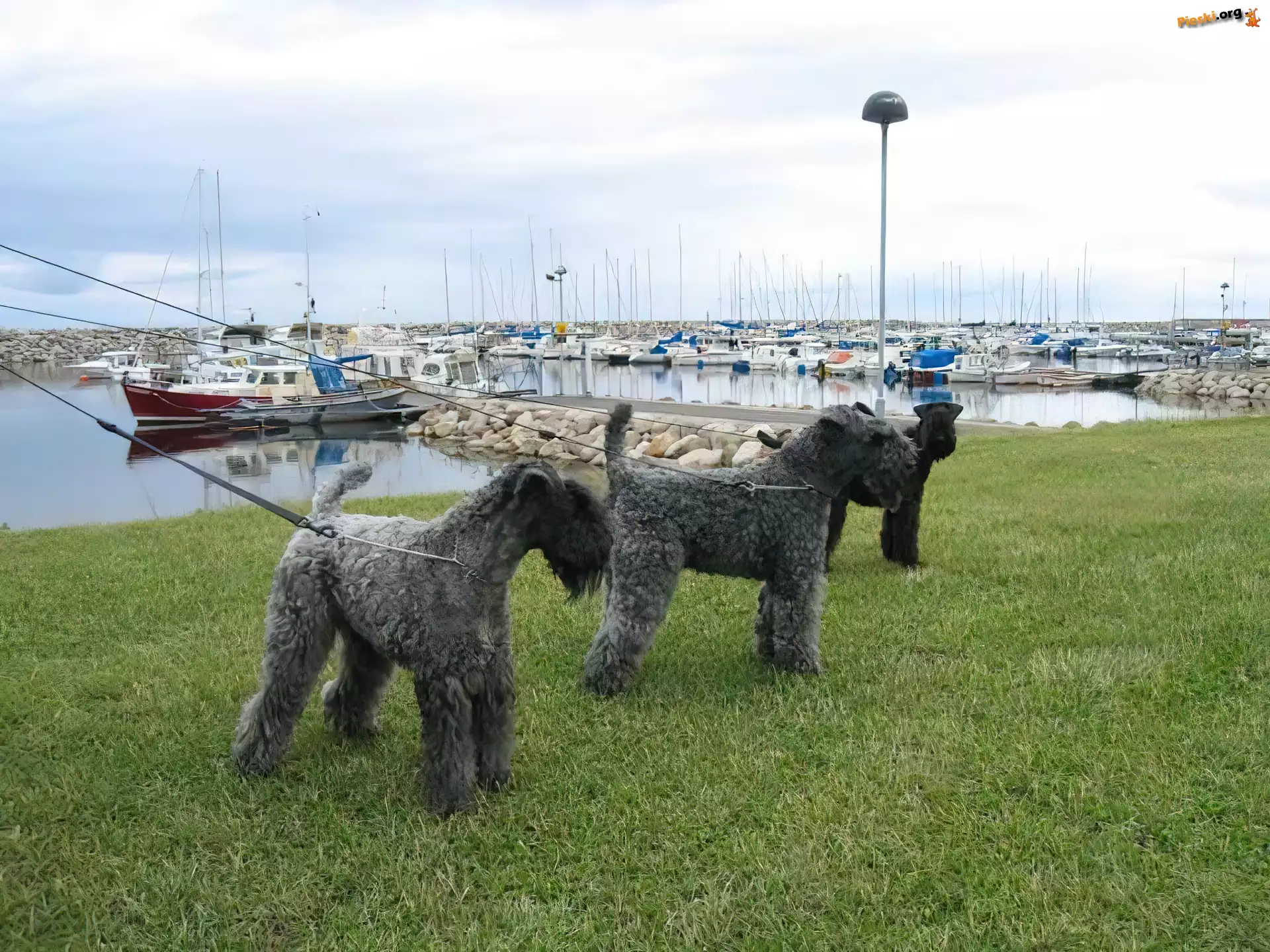 trzy, Kerry blue terrier