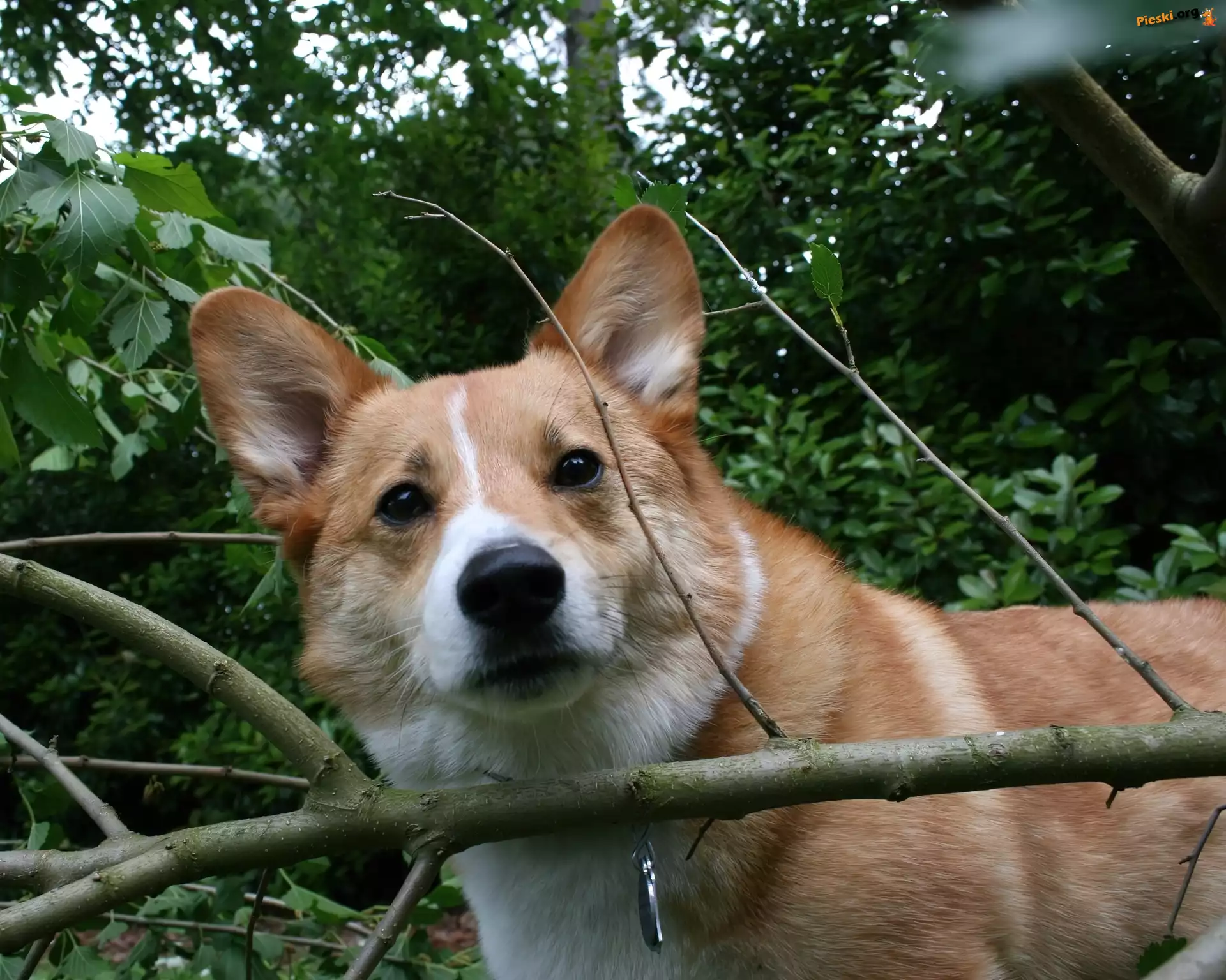 Welsh corgi pembroke, las