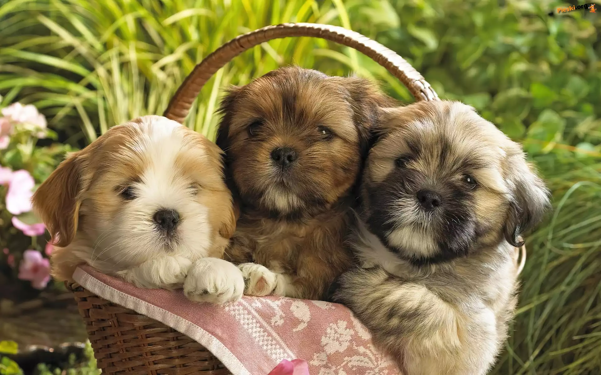 Kosz, Shih Tzu, Trzy, Trawa, Szczeniaczki