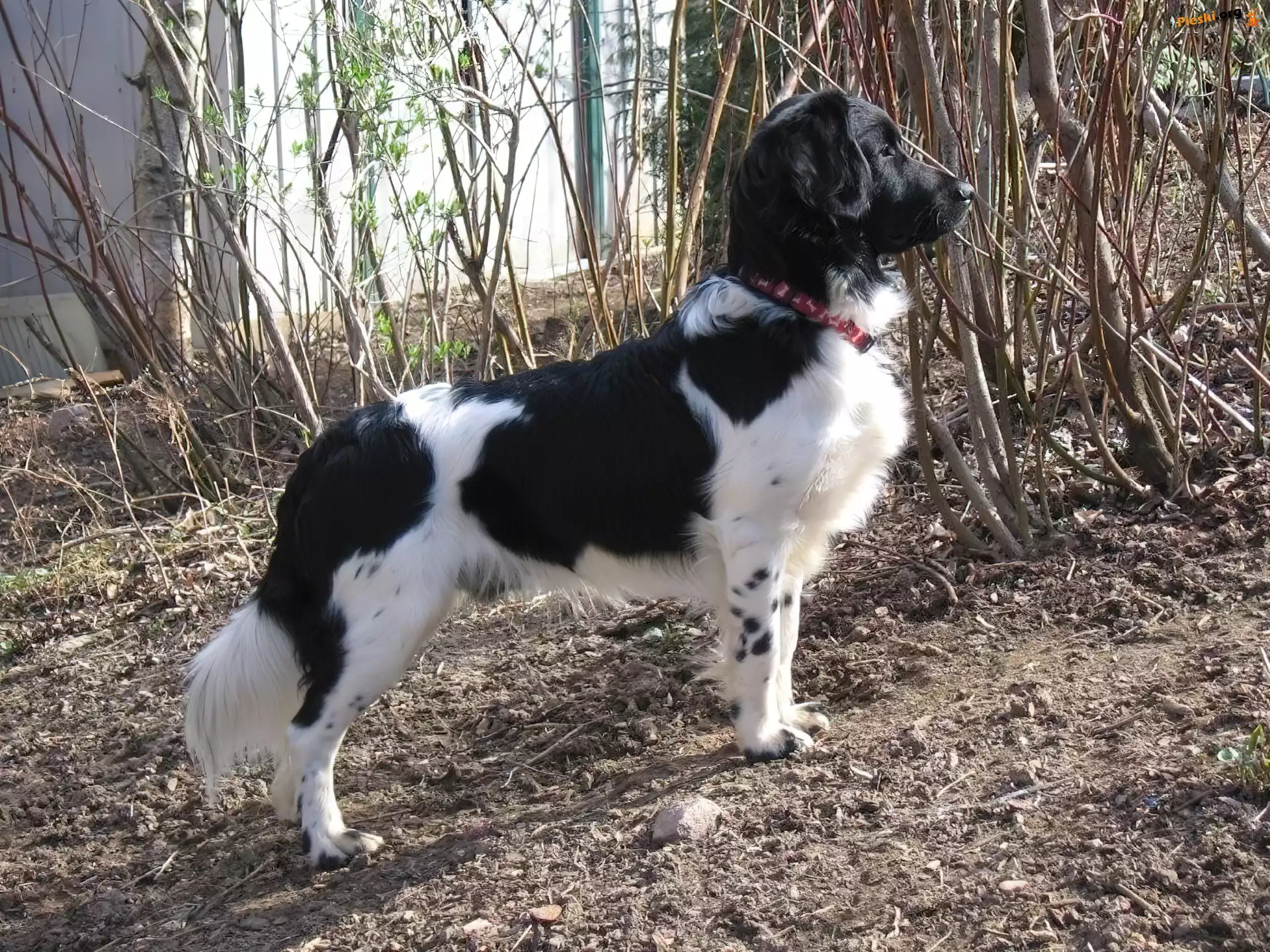 Czarno-biały, Wyżeł fryzyjski, Stabyhoun