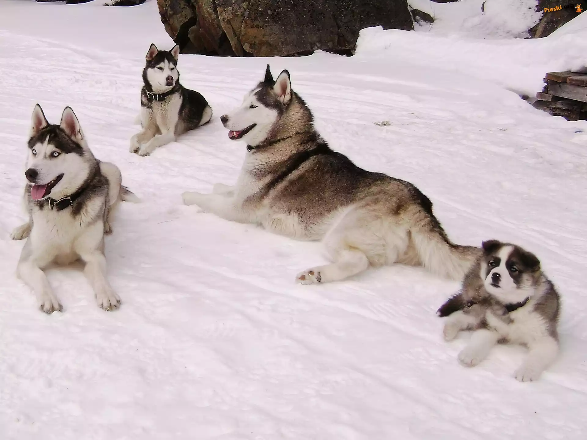 Siberian Husky, Rodzina, Psy