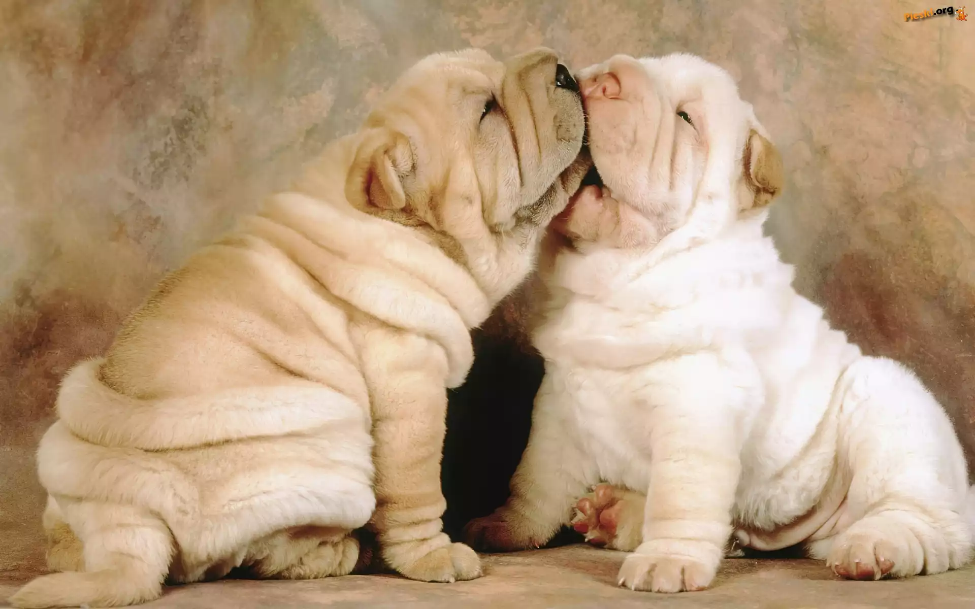 Zabawa, Shar Pei, Szczeniaki