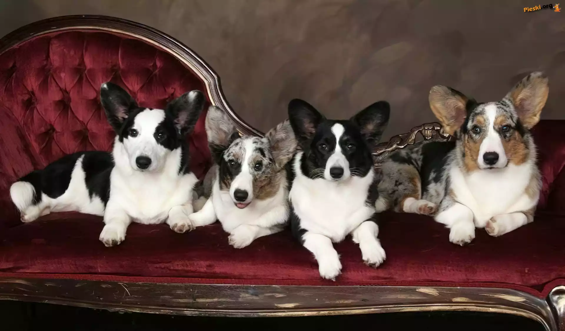 Welsh corgi cardigan, psy, cztery