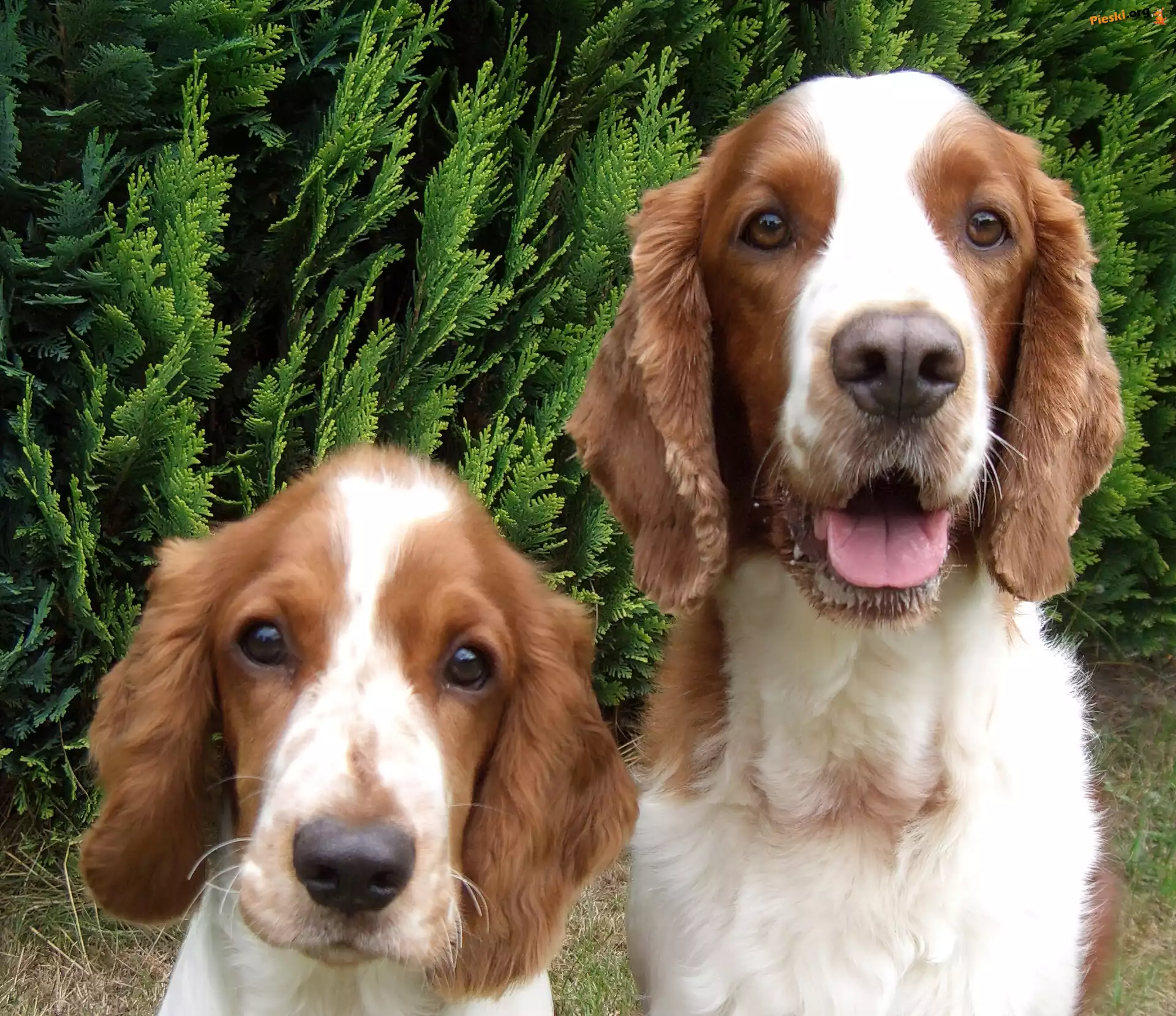 Springer spaniel walijski, mordki, dwie