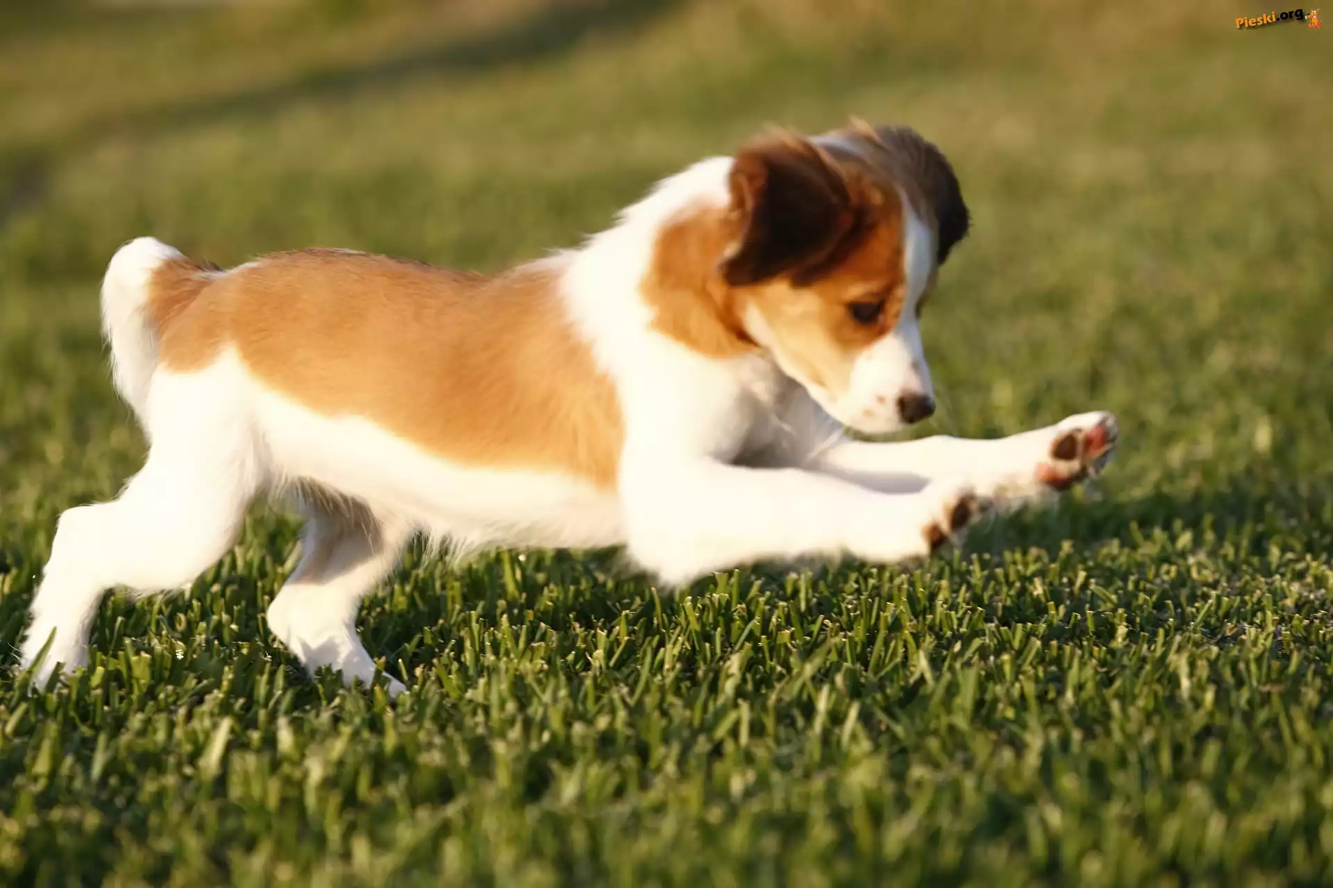 zielona, Płochacz holenderski, słodki, Kooikerhondje, trawa