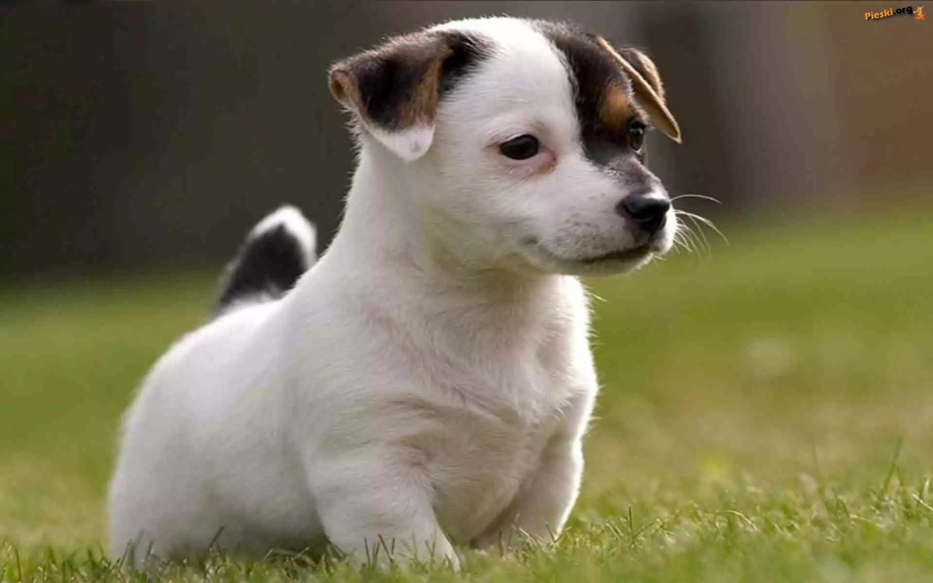 Szczeniak, Jack Russell Terrier