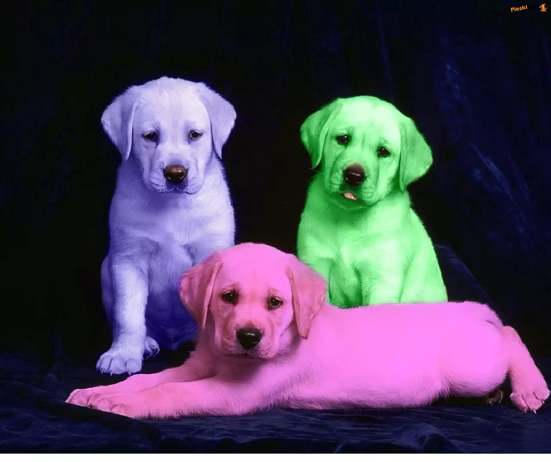 Retrievery, Labradory, Kolorowe