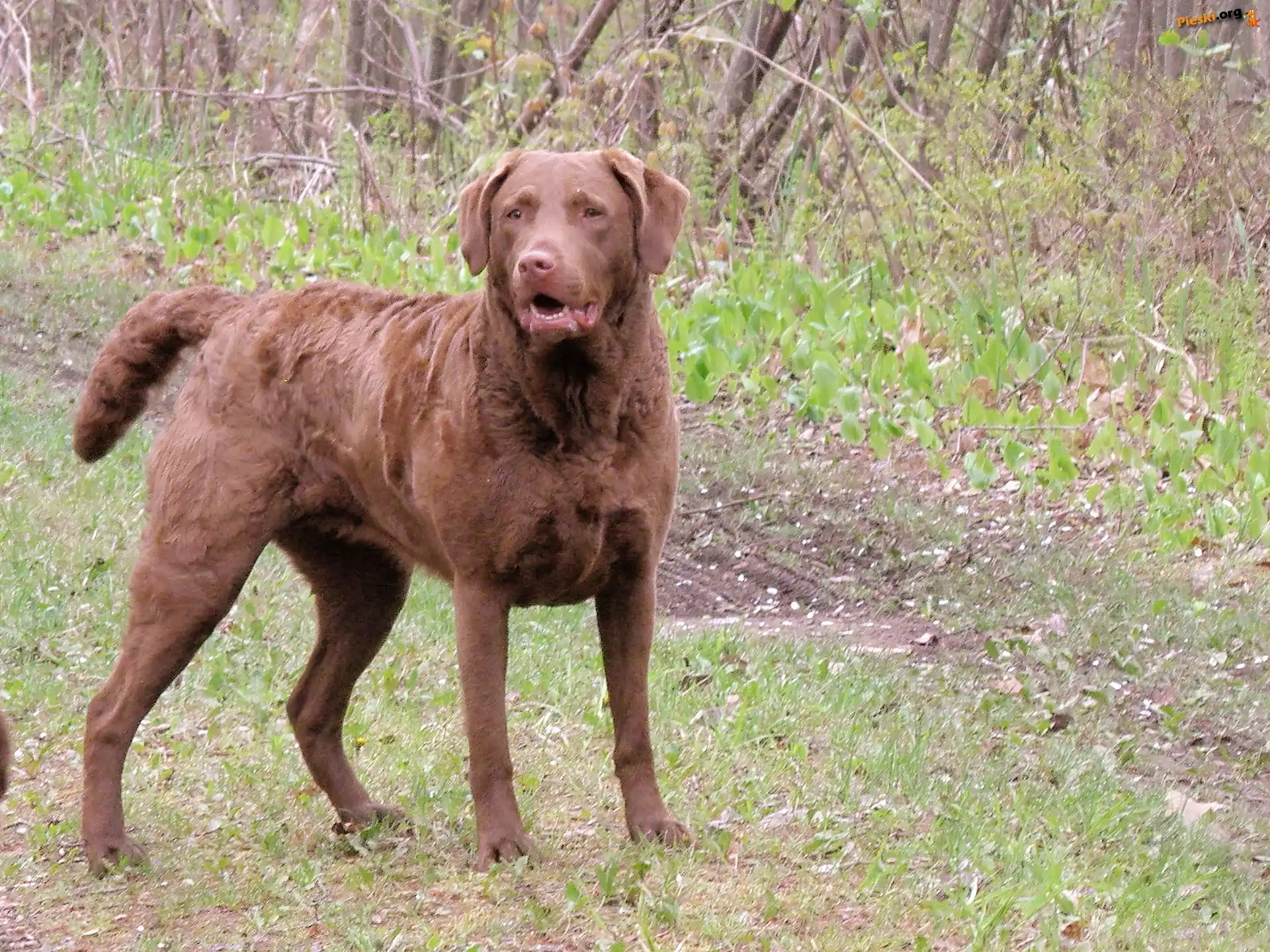 Brązowy, Chesapeake Bay retriever