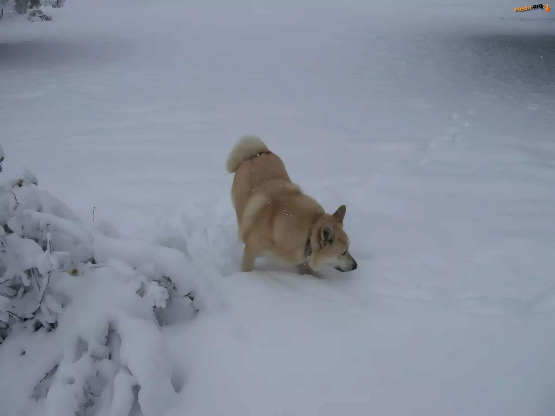 Norsk Buhund, zima