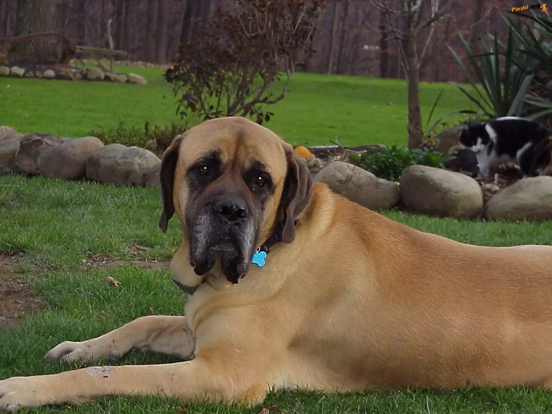 ogród, Mastif angielski, Mastiff, kot