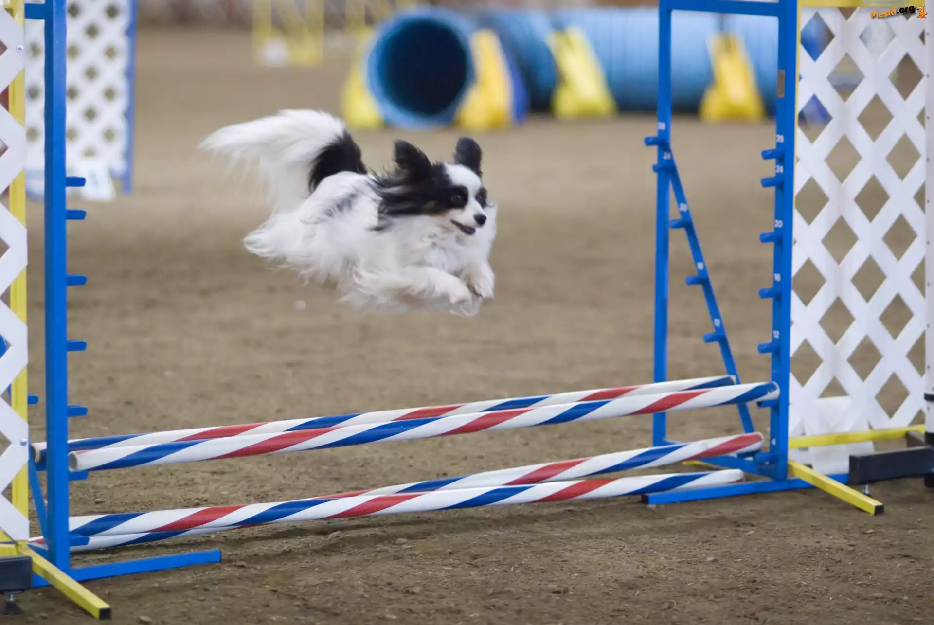 Spaniel kontynentalny miniaturowy Papillon, przeszkoda