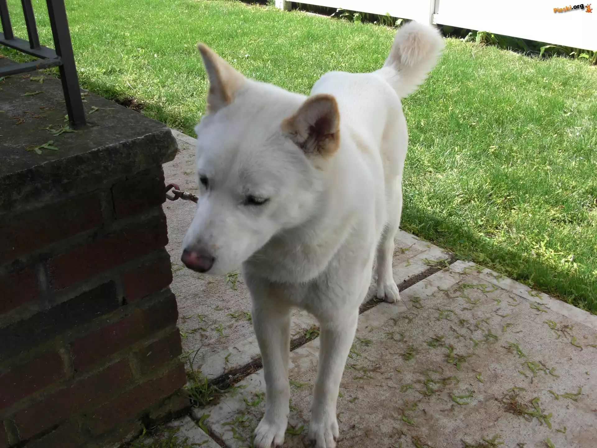 biały, Jindo